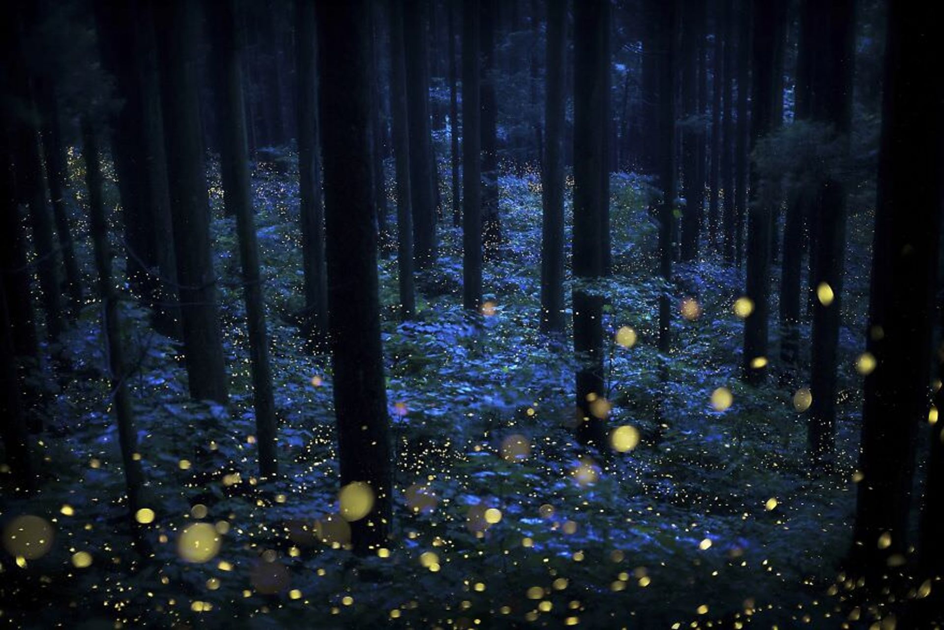 جوایز بین‌المللی عکس توکیو