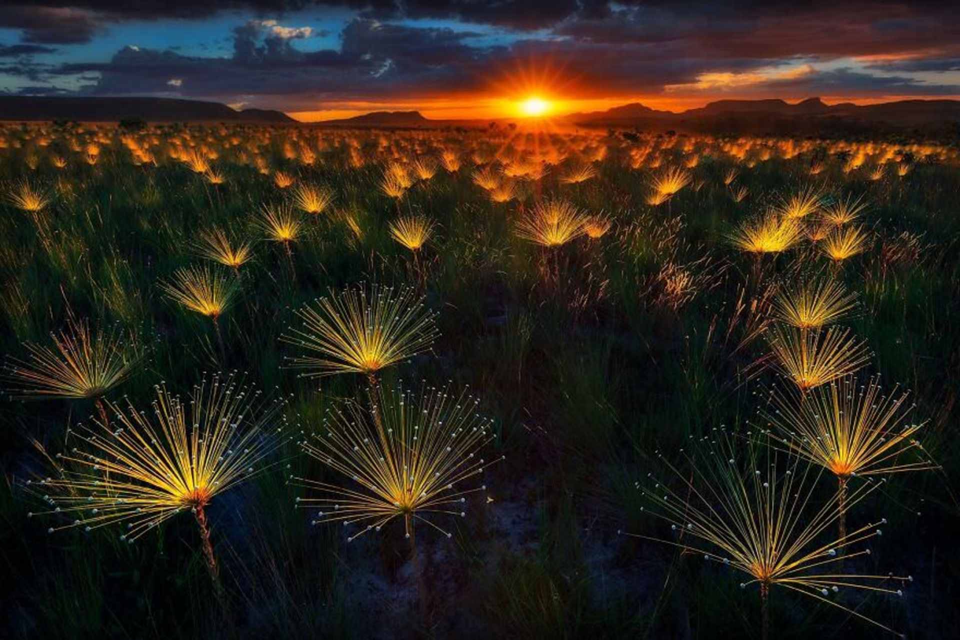 جوایز بین‌المللی عکس توکیو