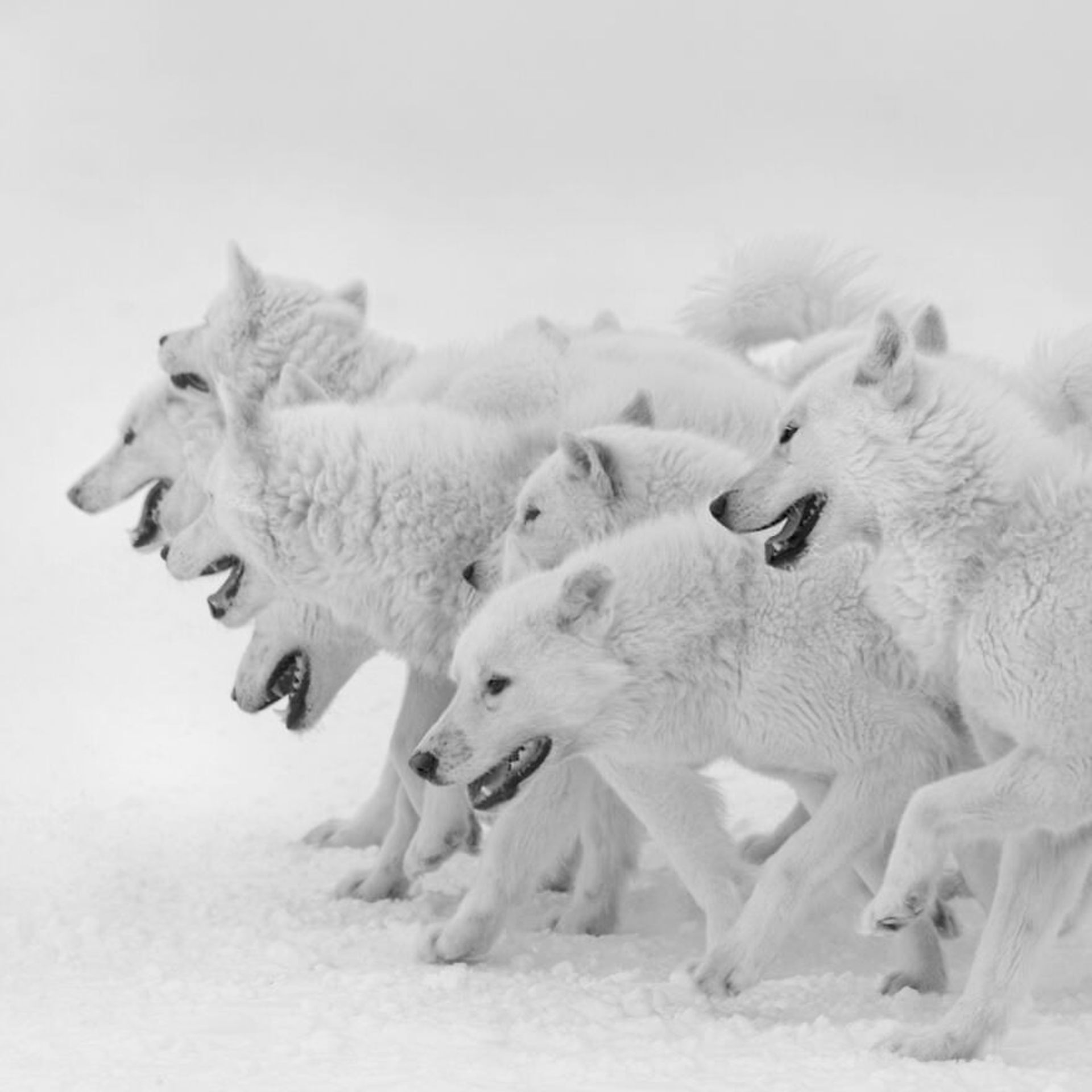 جوایز بین‌المللی عکس توکیو