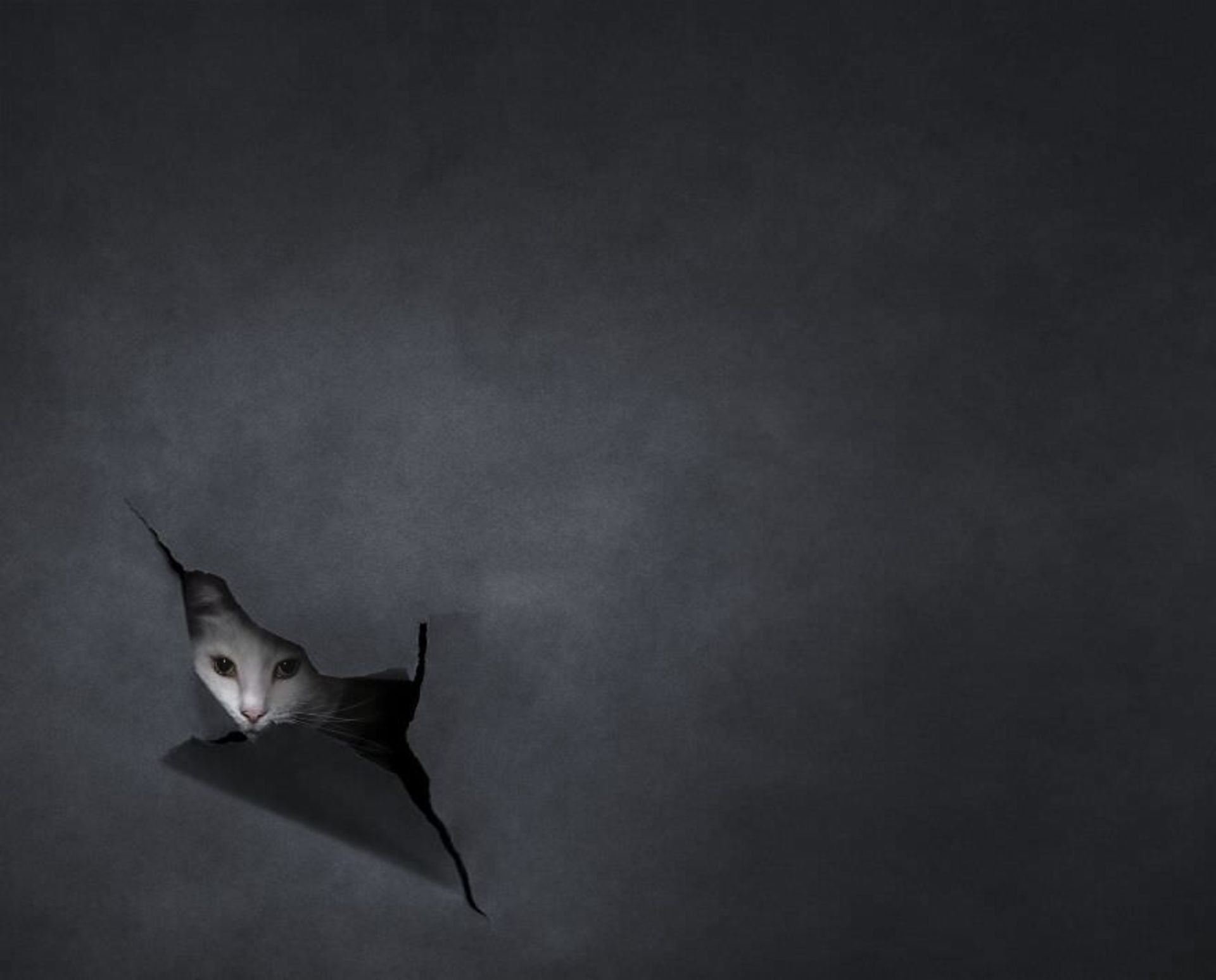 جوایز بین‌المللی عکس توکیو