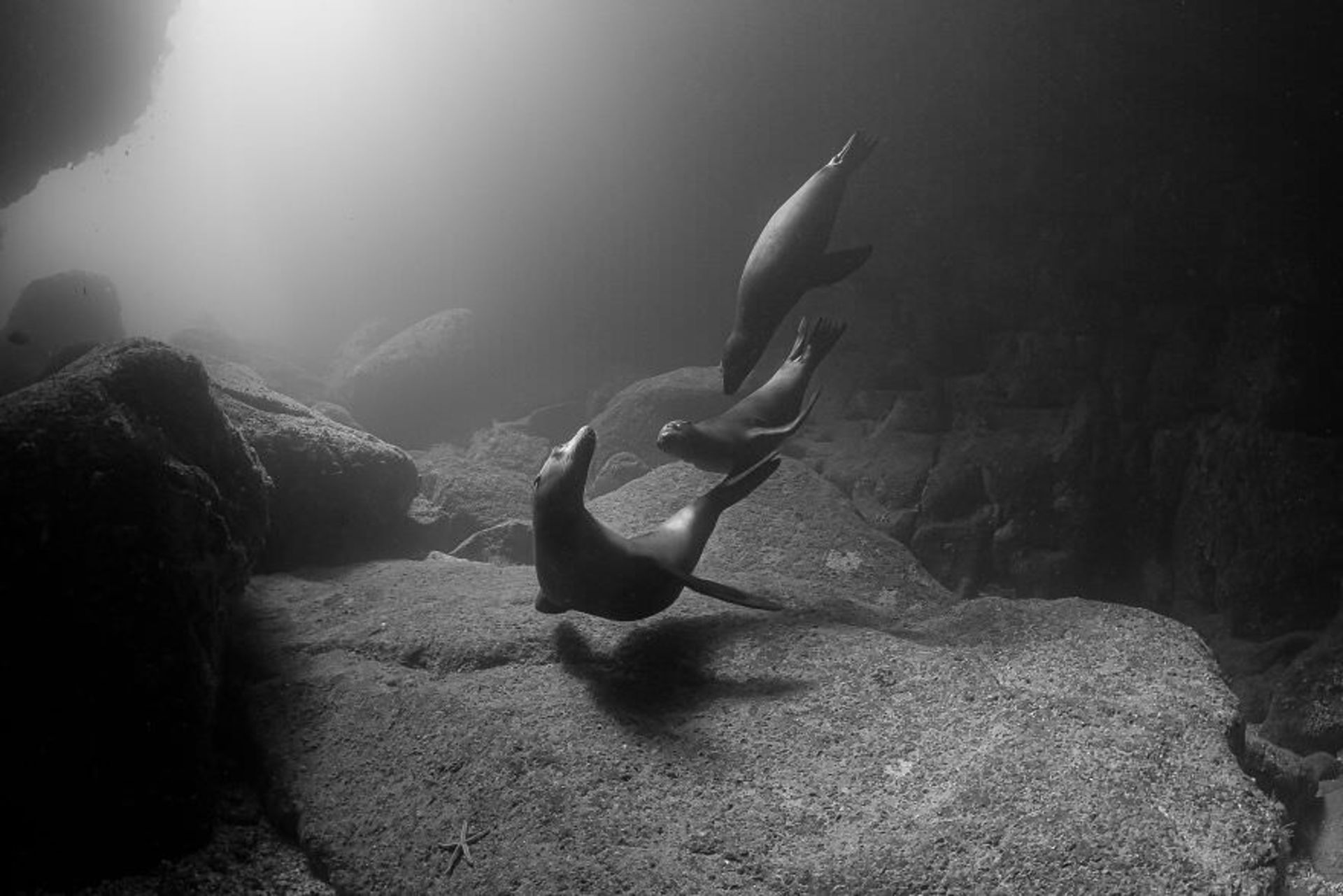 جوایز بین‌المللی عکس توکیو