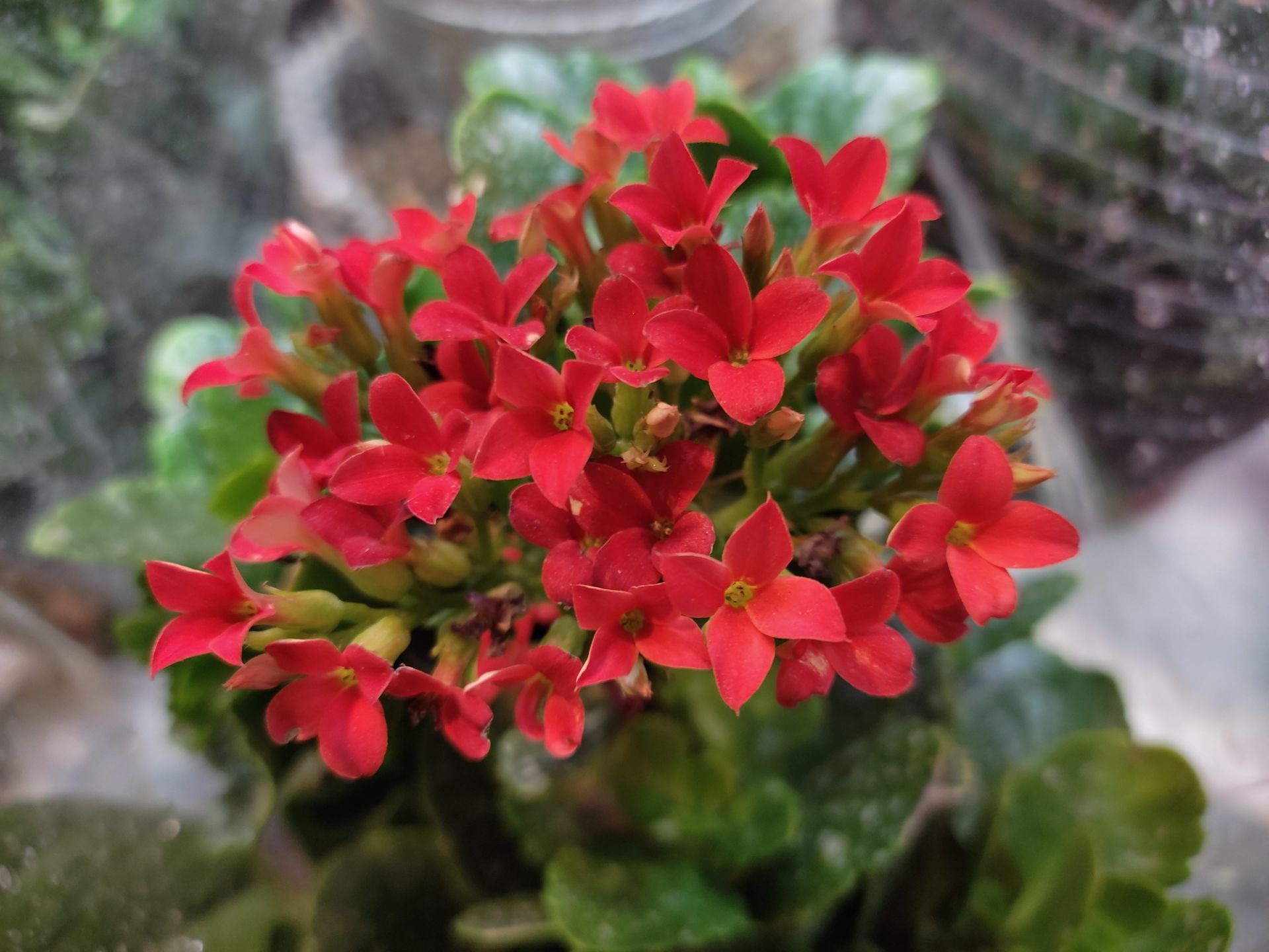 عکس نمونه ۲ برابری دوربین اصلی ردمی نوت ۱۰ در نور کم - گل های قرمز مینیاتوری از نمای نزدیک
