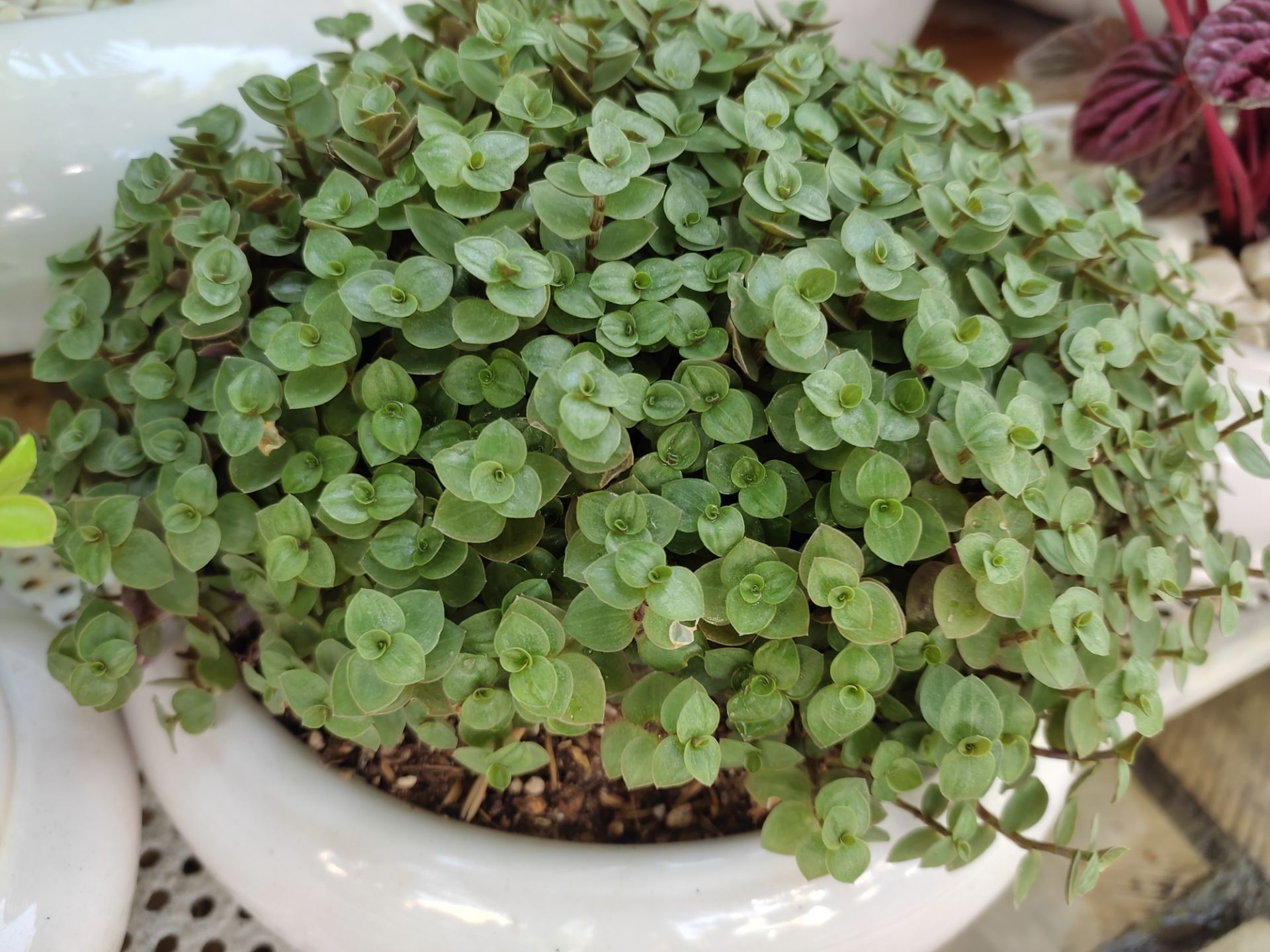 عکس نمونه دوربین اصلی ردمی نوت ۱۰ در نور مناسب - گیاهی از نمای نزدیک