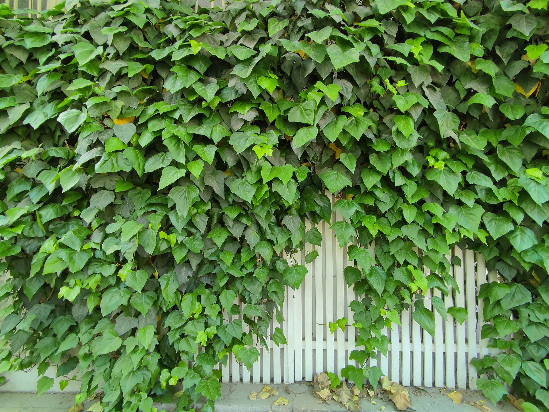 عکس نمونه دوربین اولتراواید ردمی نوت ۱۰ در نور مناسب - گل و گیاه روی دیوار یک خانه