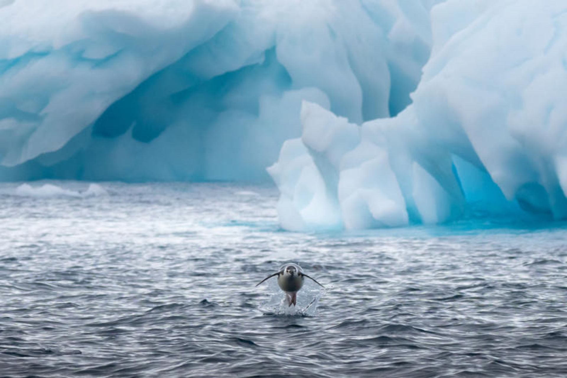 مرجع متخصصين ايران پنگوئن در حال شنا و پريدن