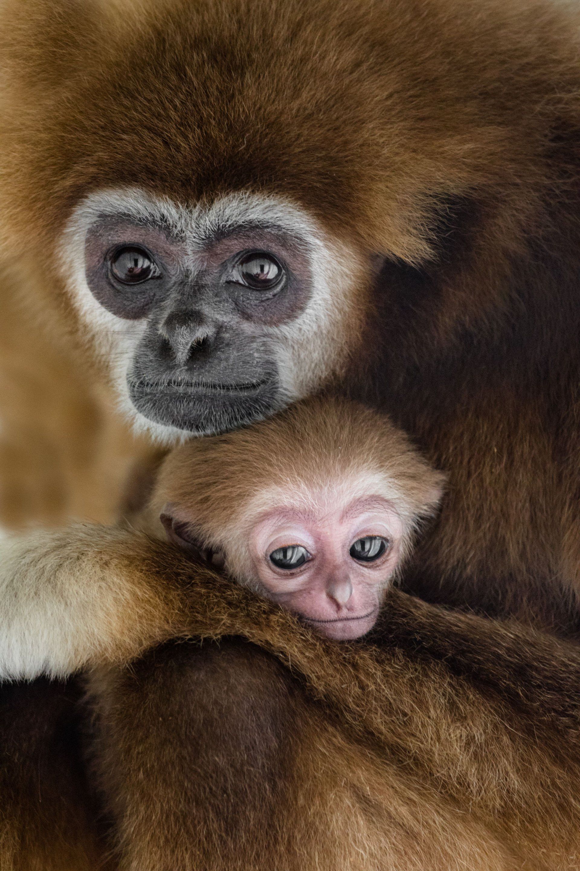 میمون و بچه میمون / گوران آناستازوفسکی