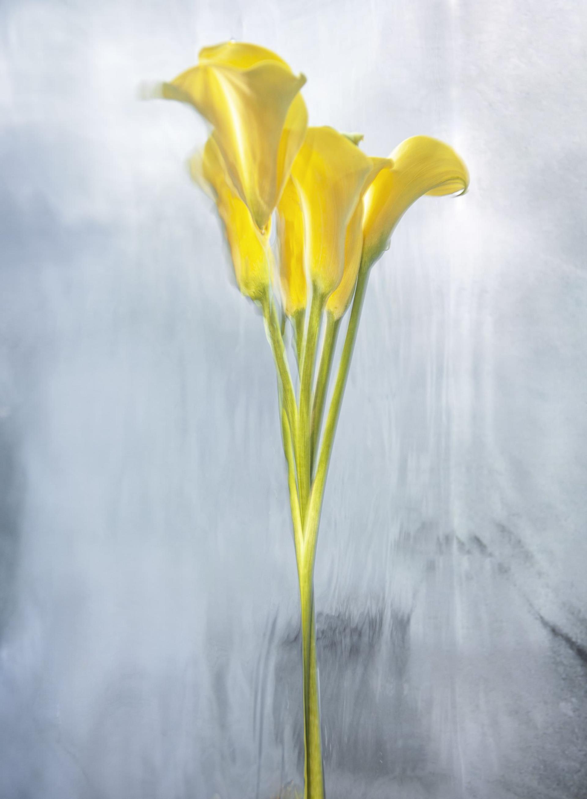 گل‌ها زیر آب