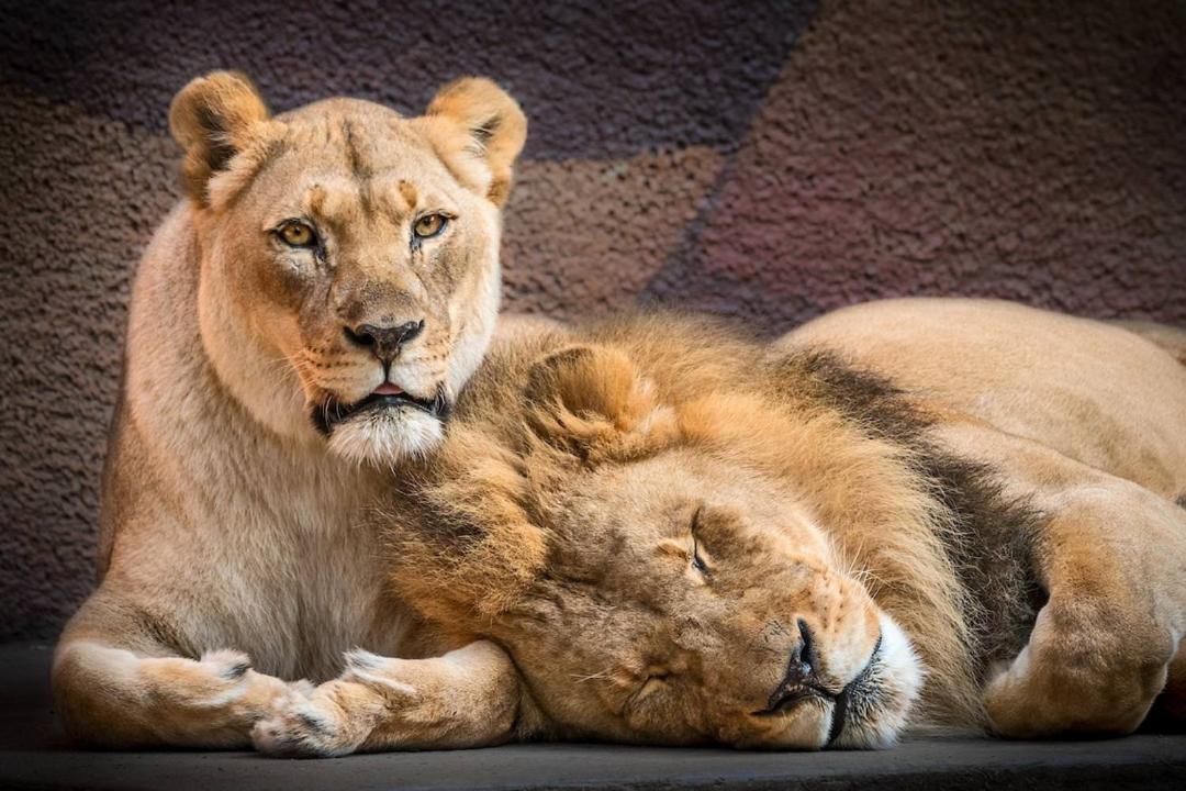 هوبرت و کالیسا دو شیر عاشق که اتانازی شدند