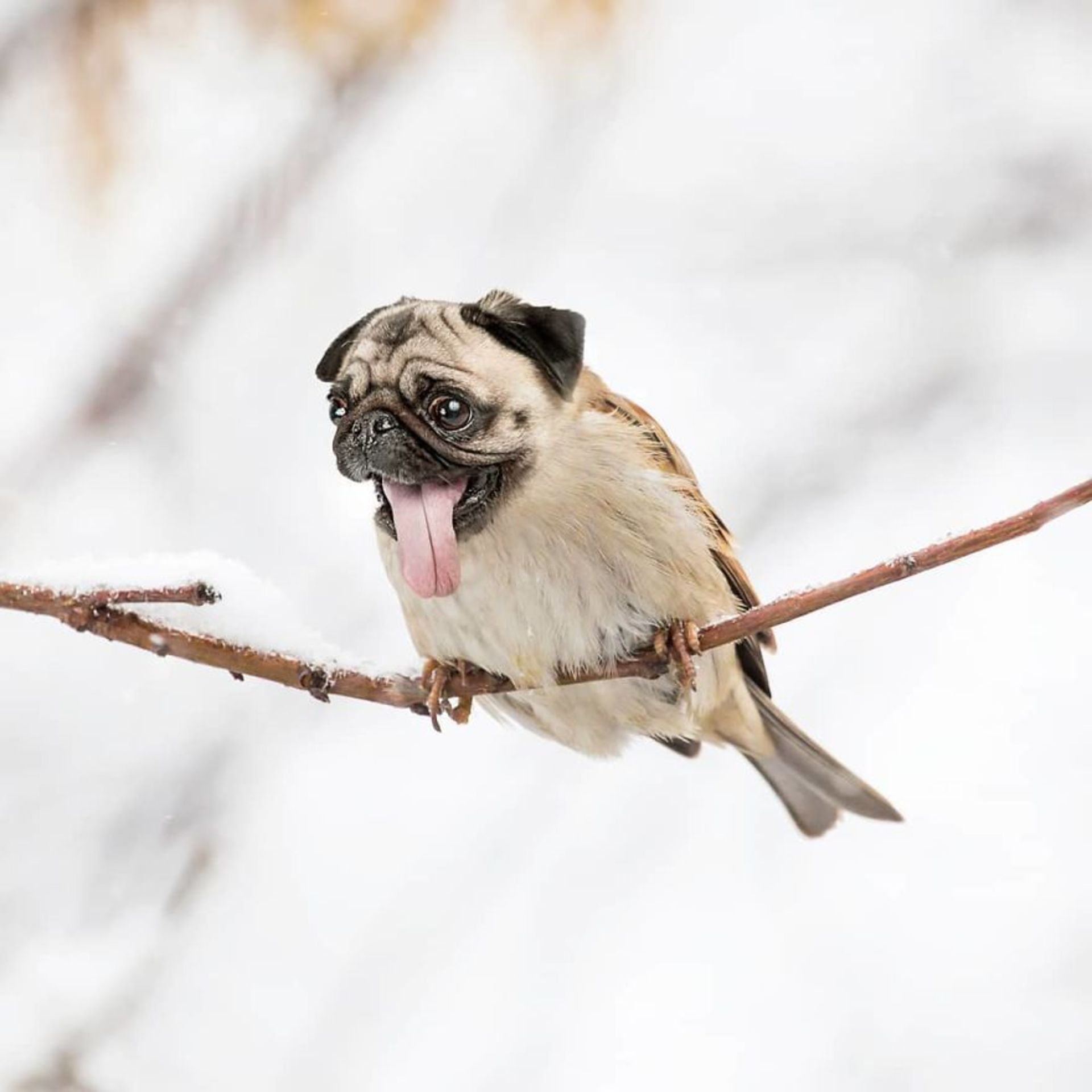 هیبرید حیوانی خرگوش و پرنده