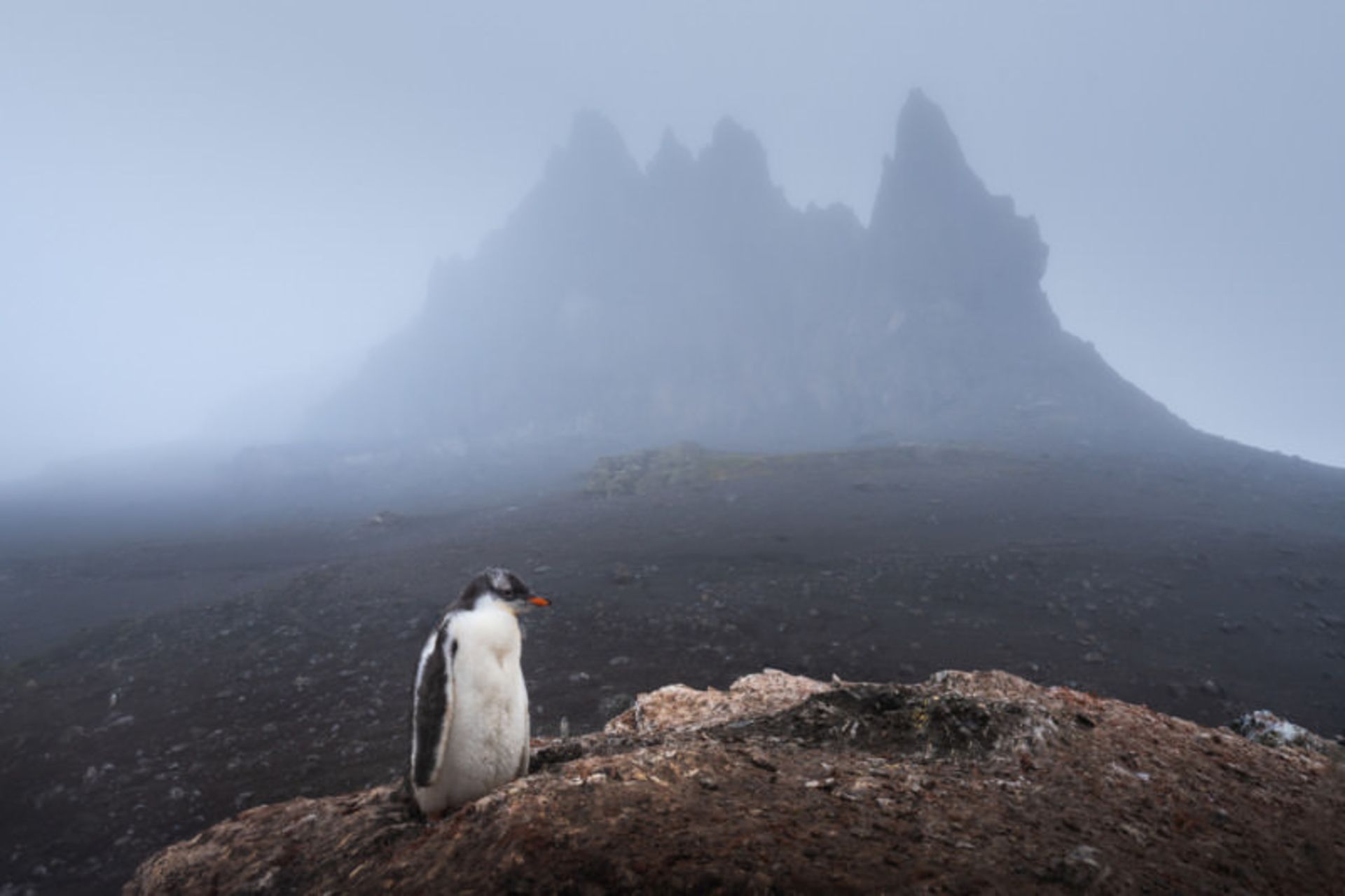 جوجه پنگوئن جنتو در پس‌زمینه‌ی تاریک یک قله