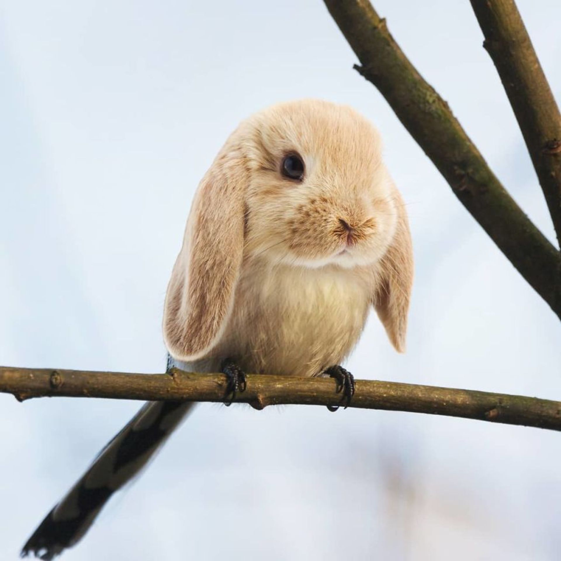 هیبرید حیوانی خرگوش با پرنده