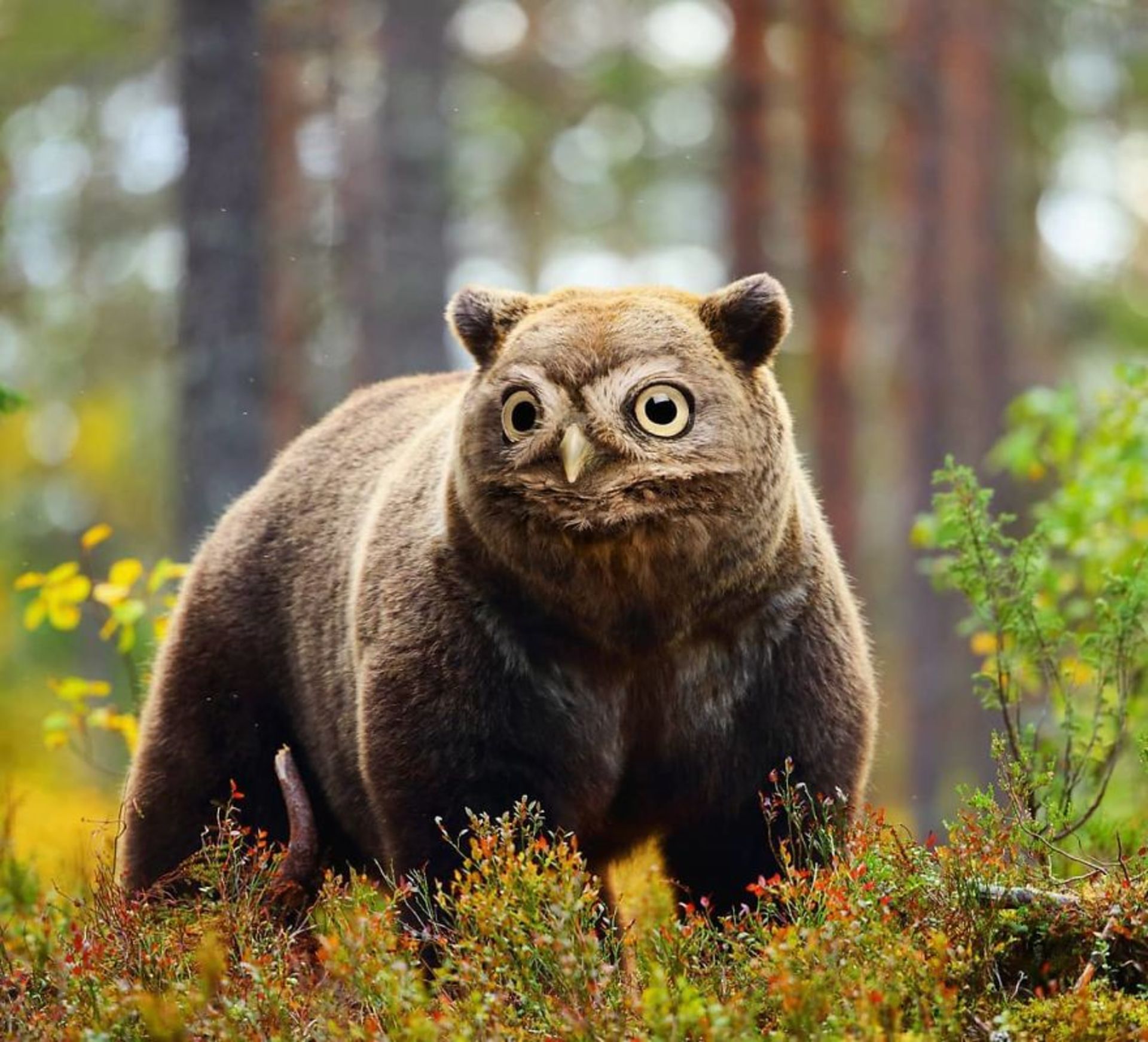 هیبرید حیوانی جغد با خرس