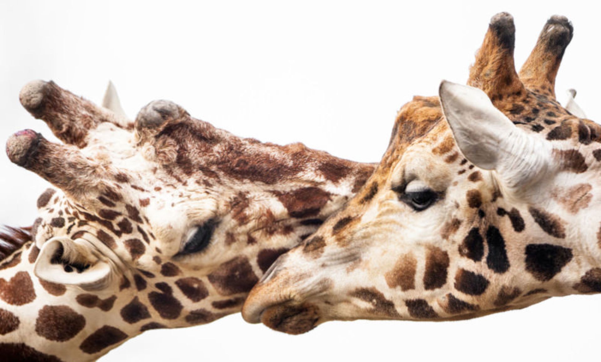 دو زرافه / گوران آناستازوفسکی