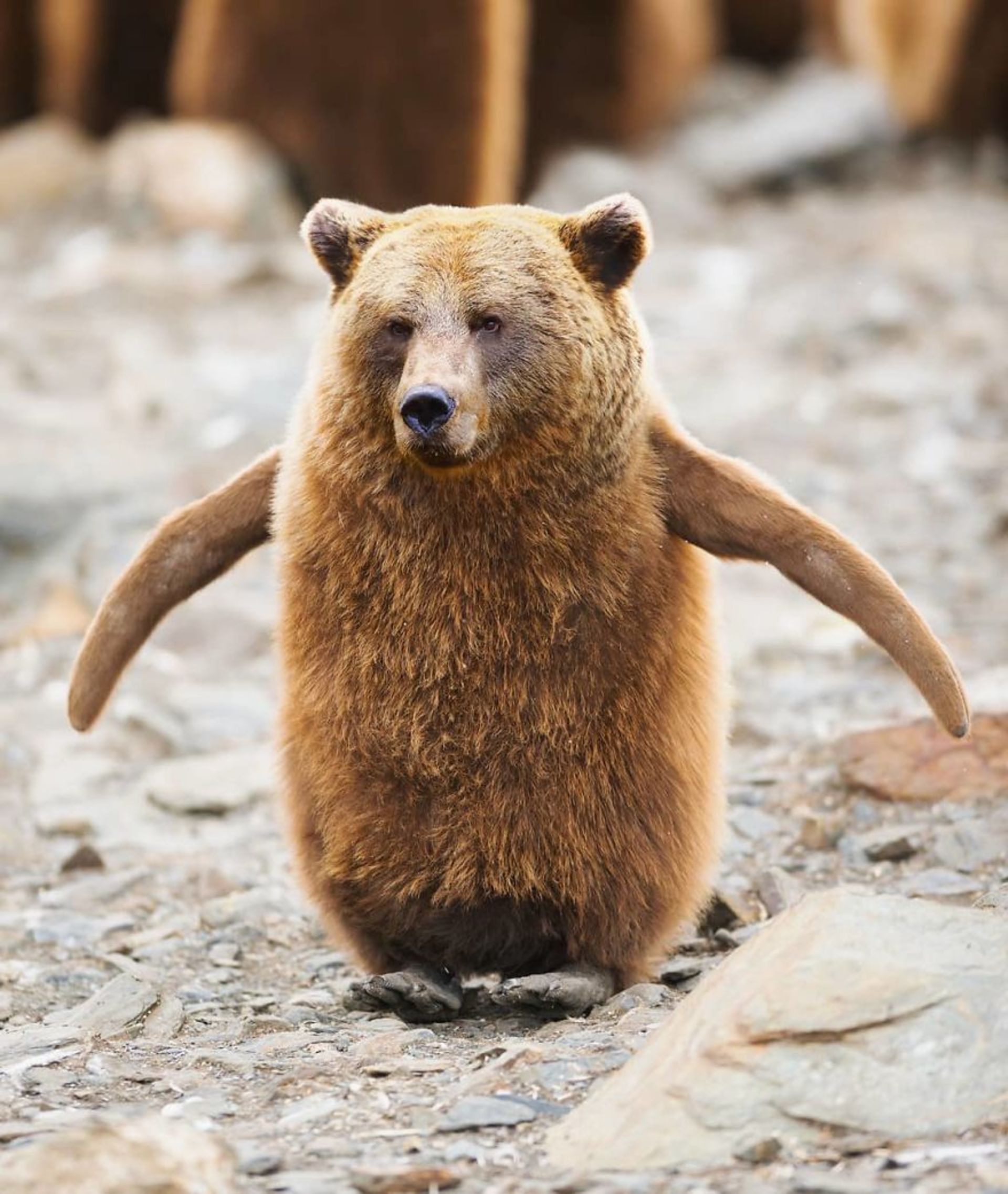 هیبرید حیوانی خرس با پنگوئن