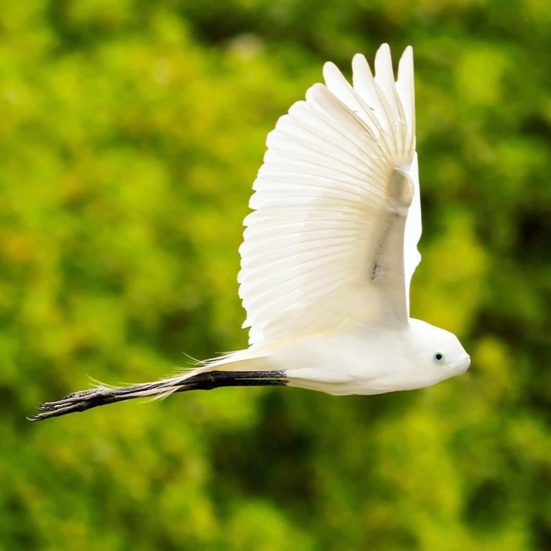 هیبرید حیوانی پرنده با دلفین