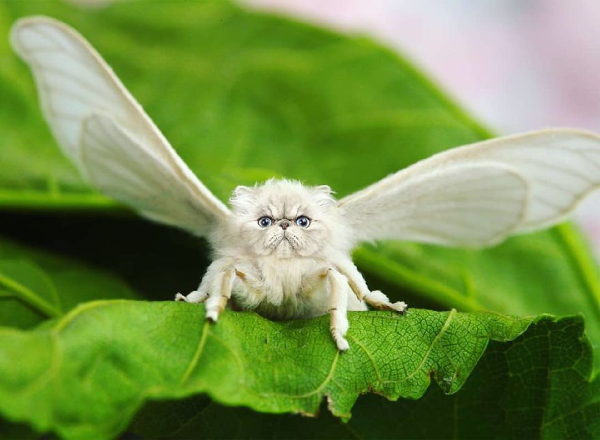 هیبرید حیوانی گربه با حشره