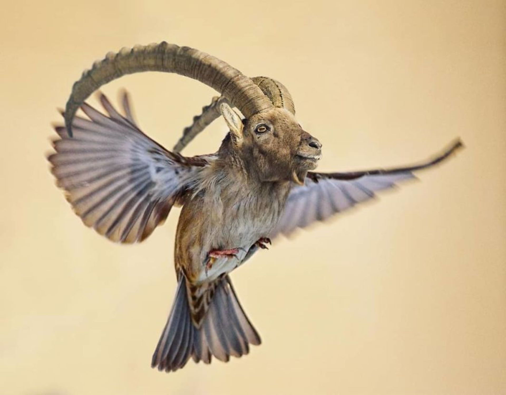 هیبرید حیوانی قوچ با پرنده