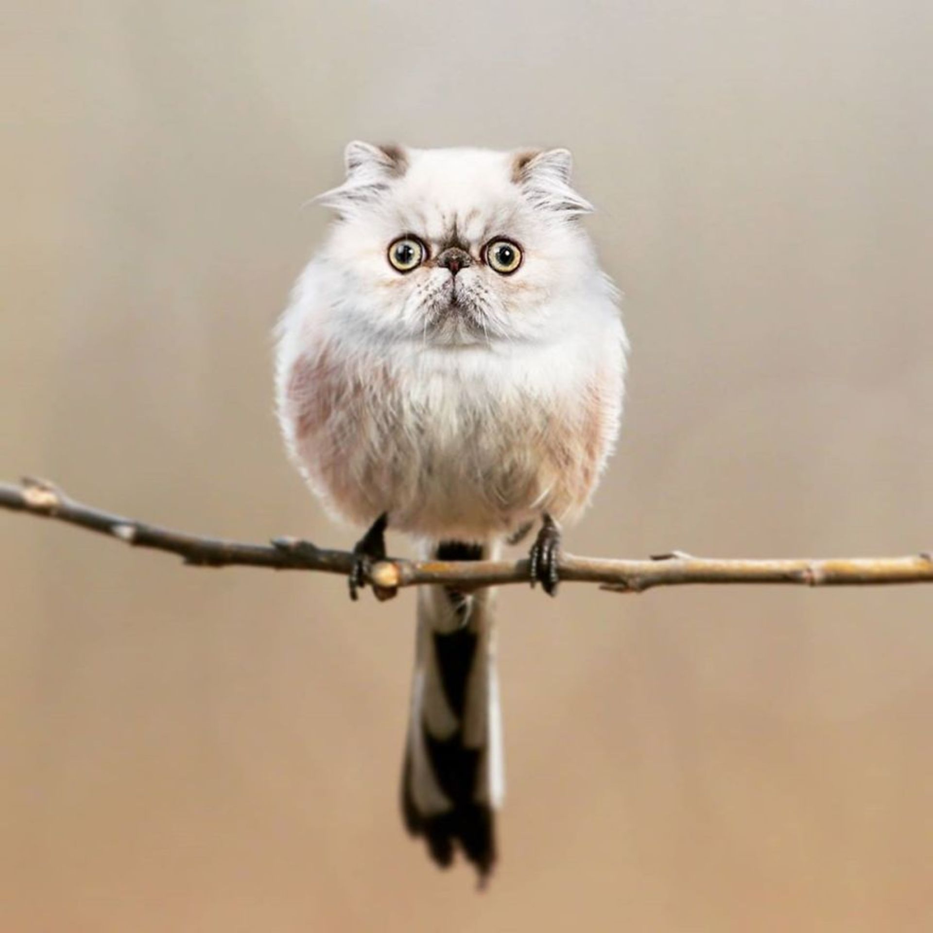 هیبرید حیوانی پرنده با گربه