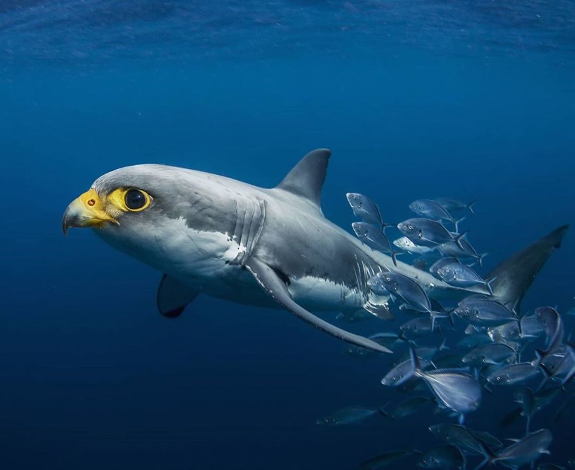 هیبرید حیوانی کوسه با عقاب