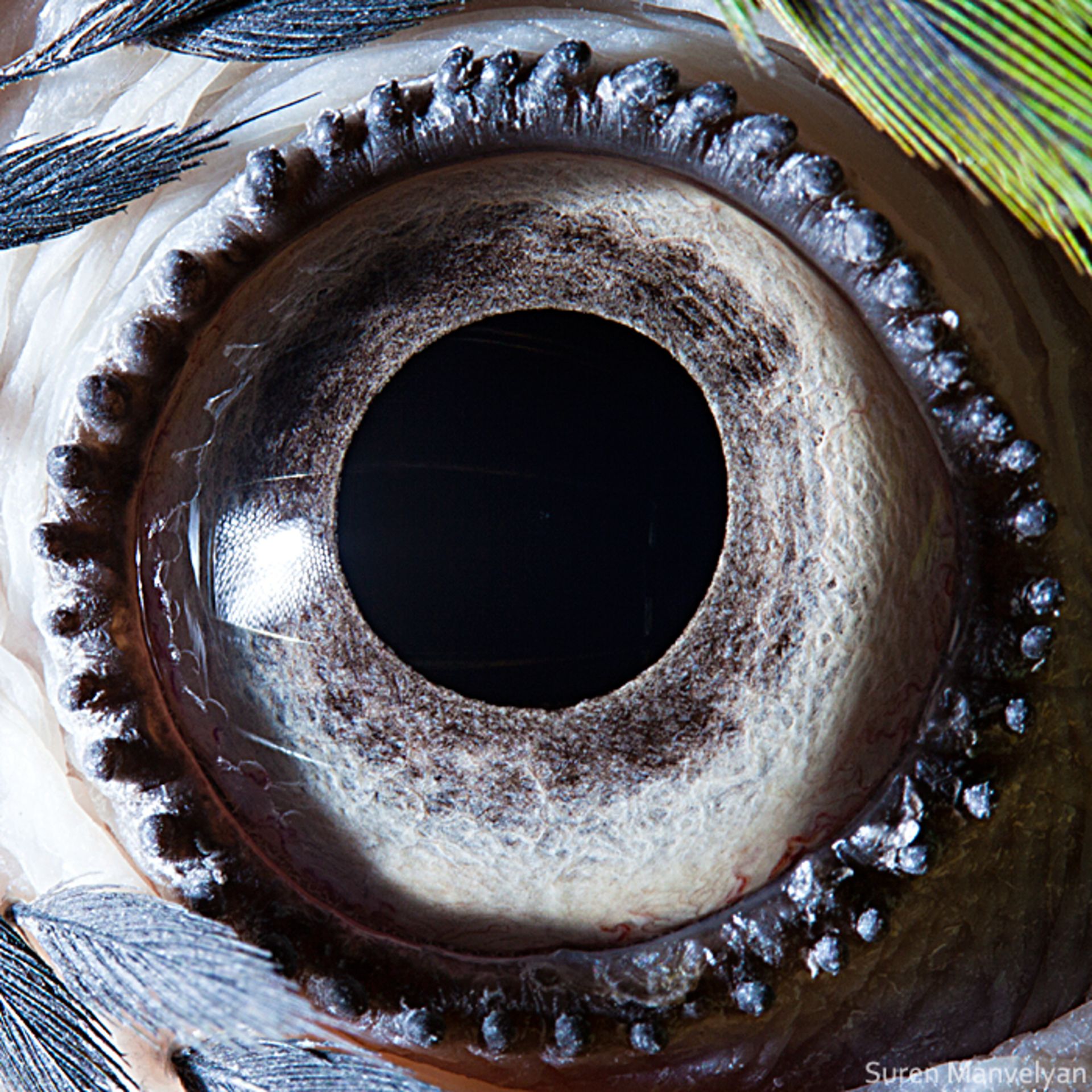 چشم طوطی ماکائو‌ی آبی-زرد / سوران مانولیان