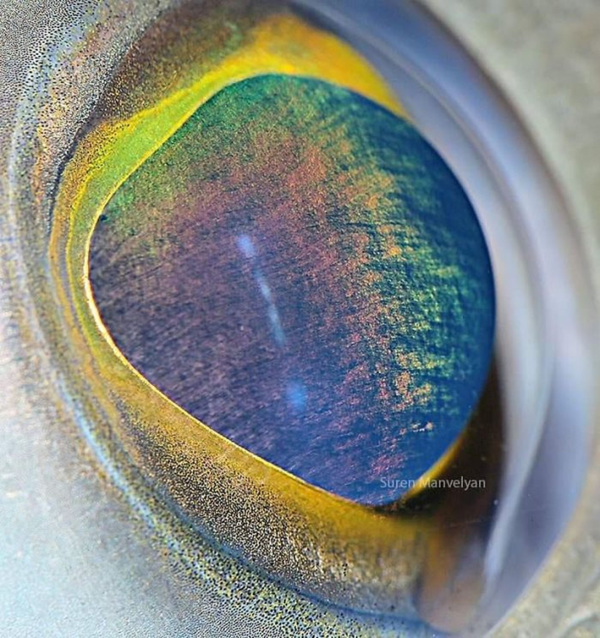 چشم ماهی سواحل سنگلاخ / سوران مانولیان
