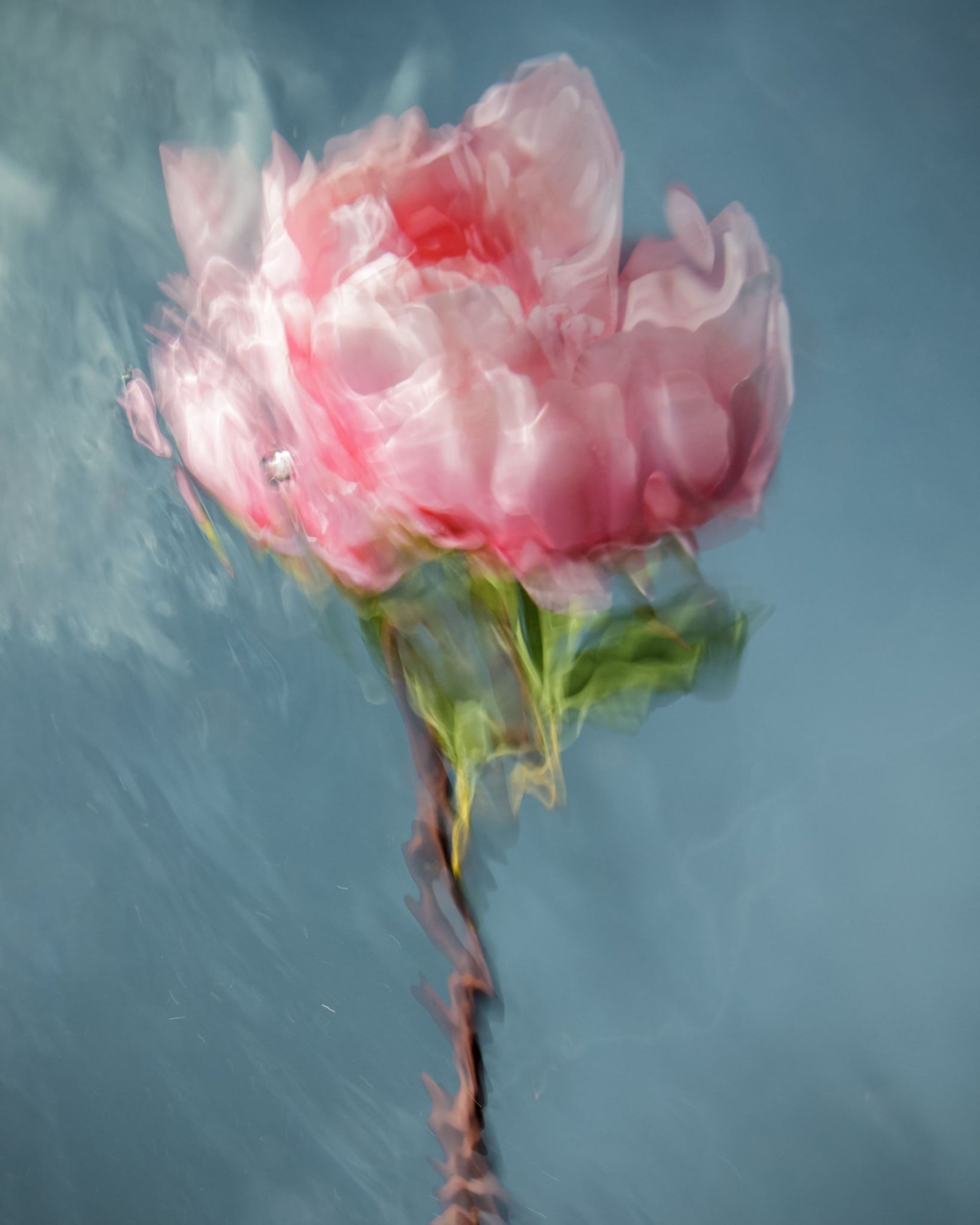 گل‌ها زیر آب