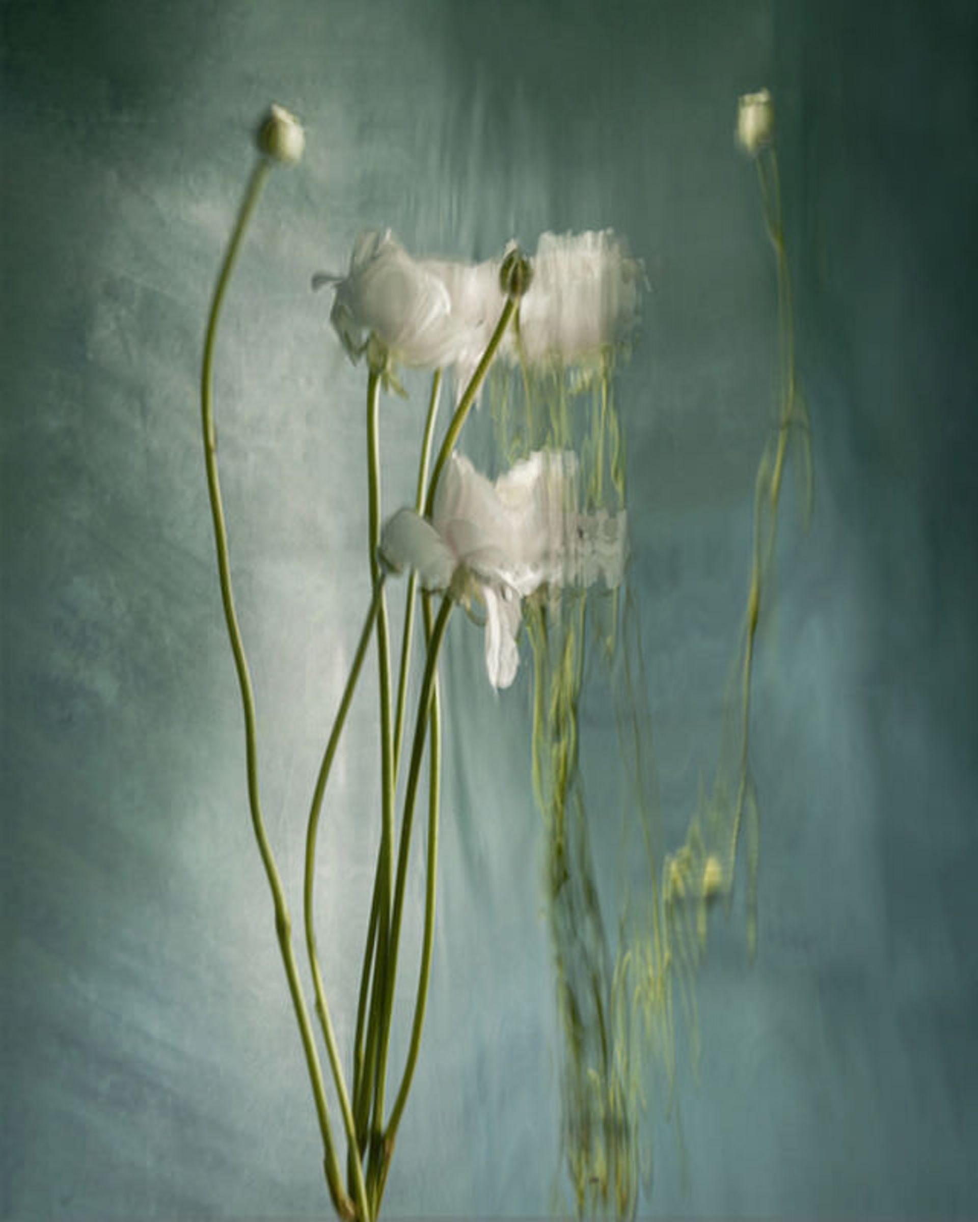 گل‌ها زیر آب