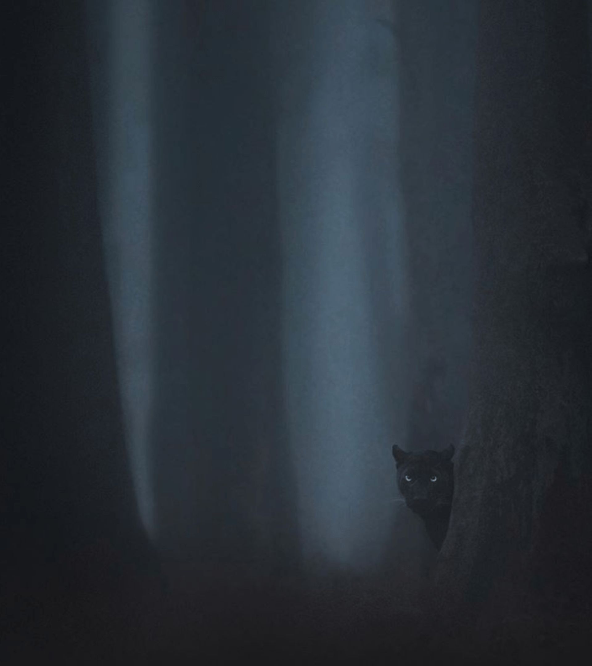 پلنگ سیاه در جنگل تاریک/ شاز جاگ