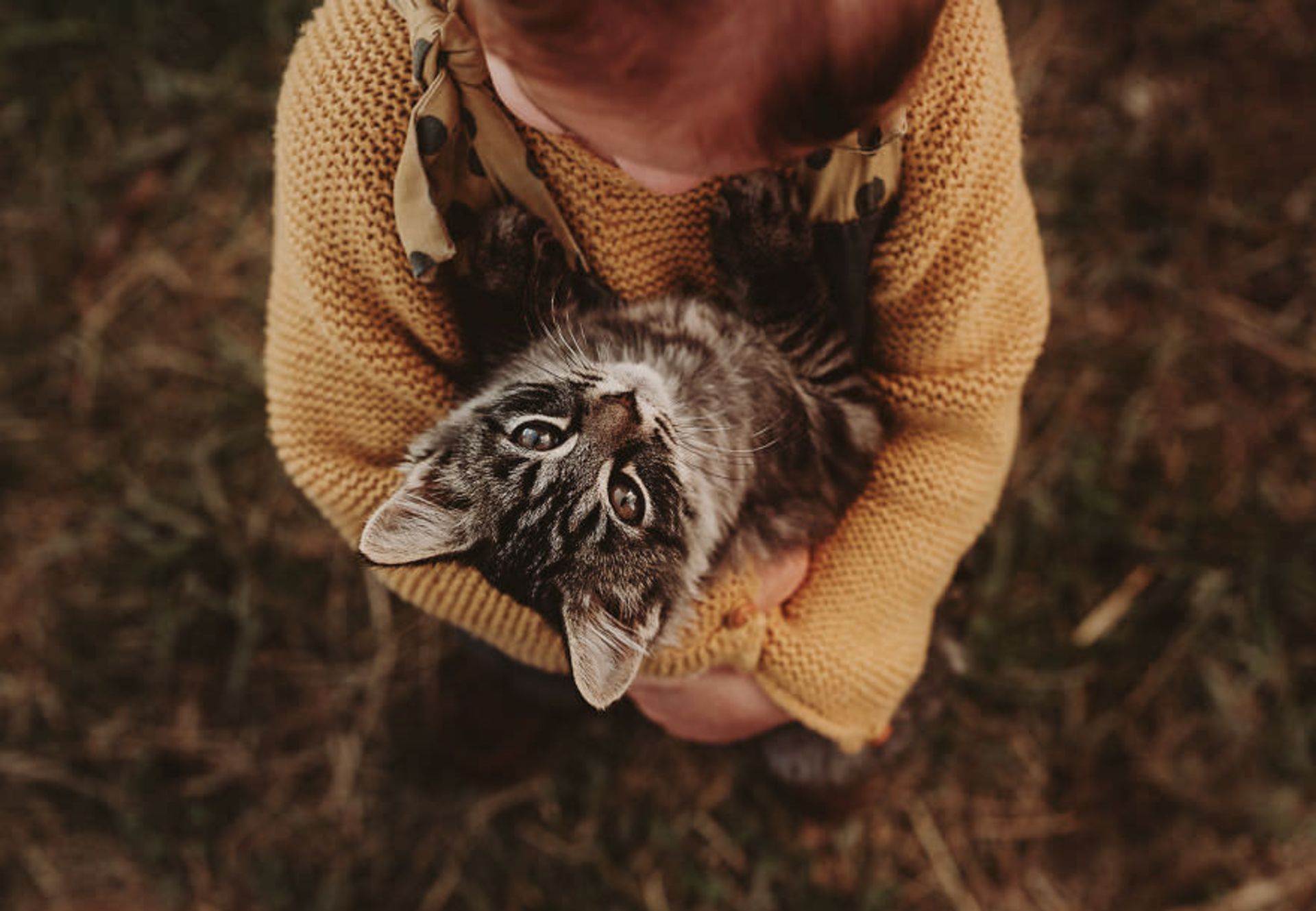 تعامل کودکان و حیوانات گربه/ اندریا مارتین