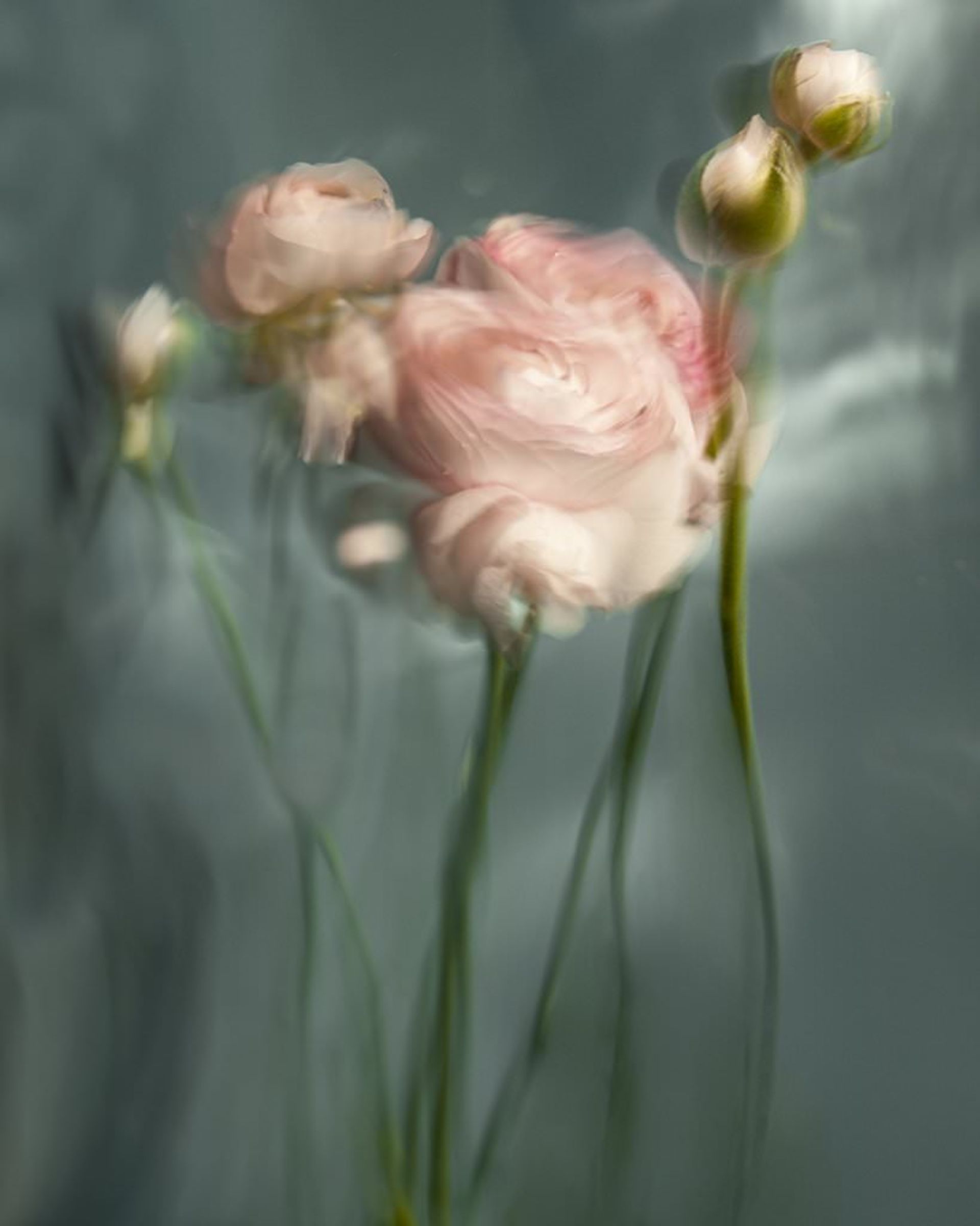 گل‌ها زیر آب