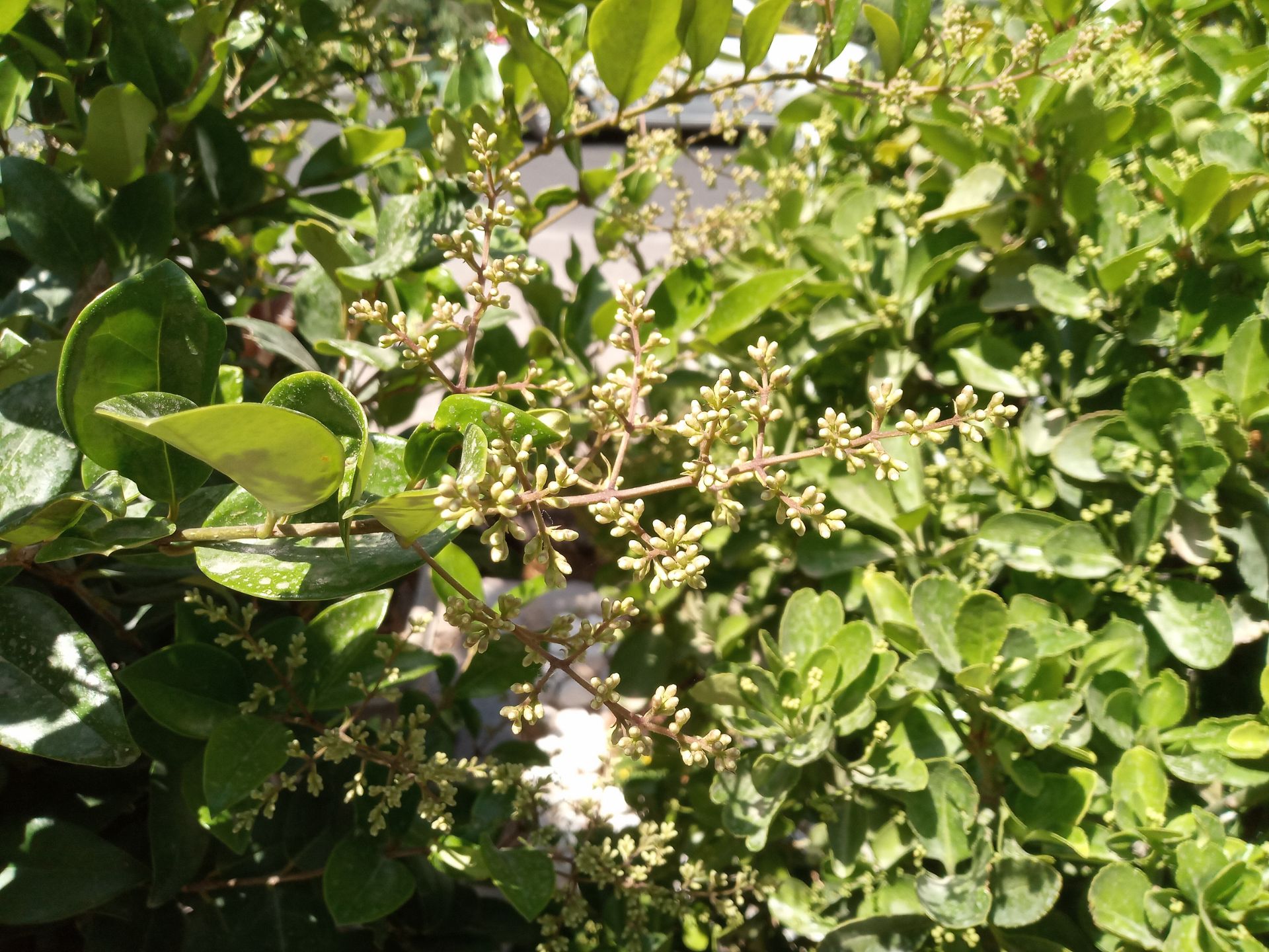 نمونه عکس گوشی انرجایزر U710S در روشنایی روز - گیاه