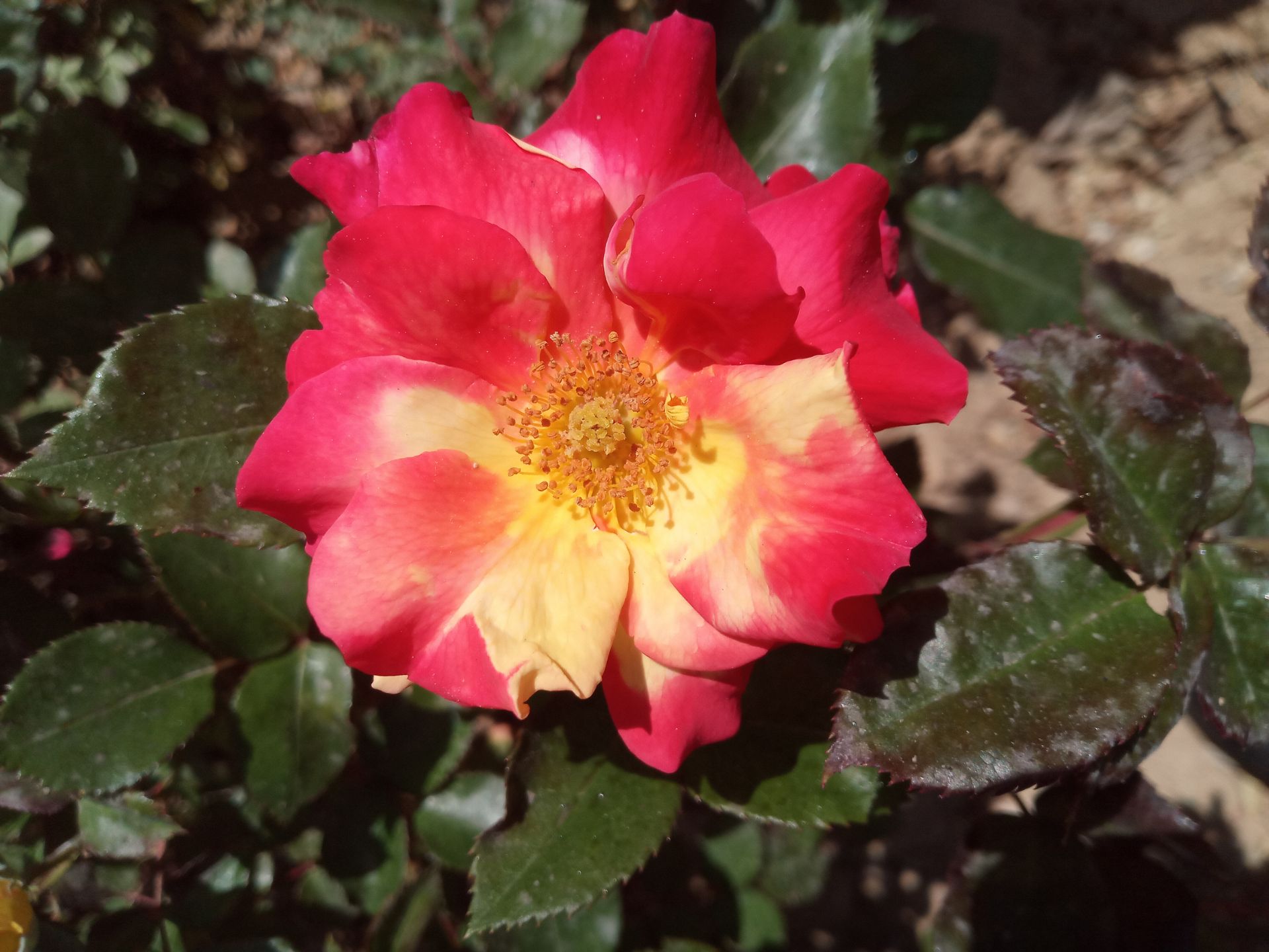 نمونه عکس گوشی انرجایزر U710S در روشنایی روز - تصویر یک گل قرمز رنگ