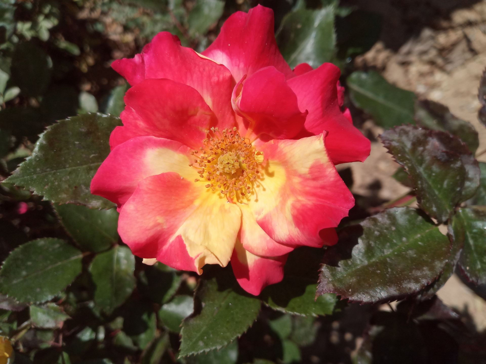 نمونه عکس گوشی انرجایزر U710S در روشنایی روز - تصویر یک گل قرمز رنگ