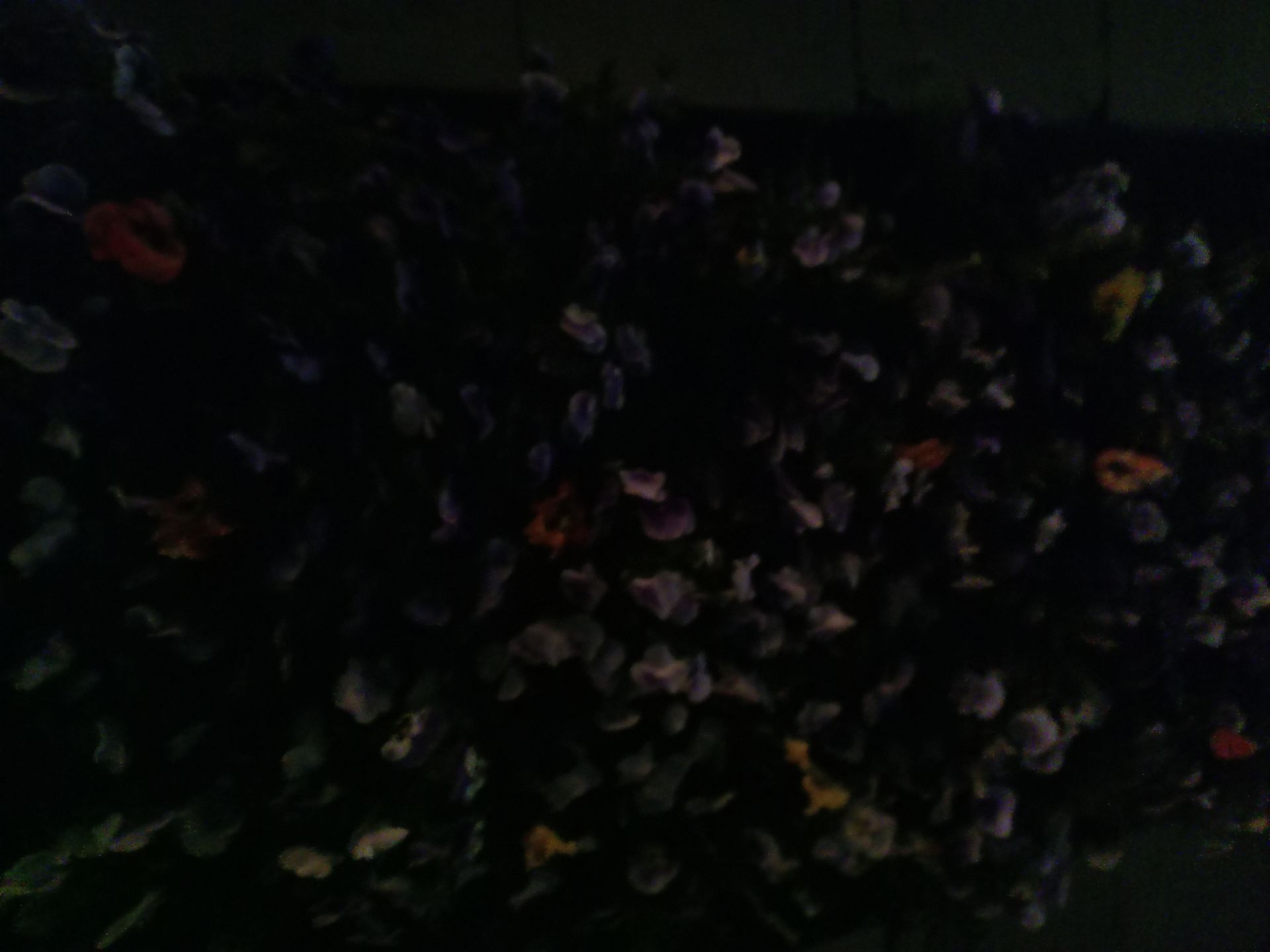 نمونه عکس گوشی انرجایزر U710S در تاریکی شب - گیاه ها