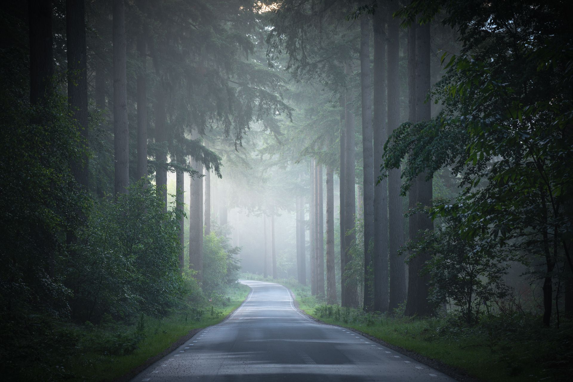 جاده جنگلی فنلاند در مه /آلبرت دروس