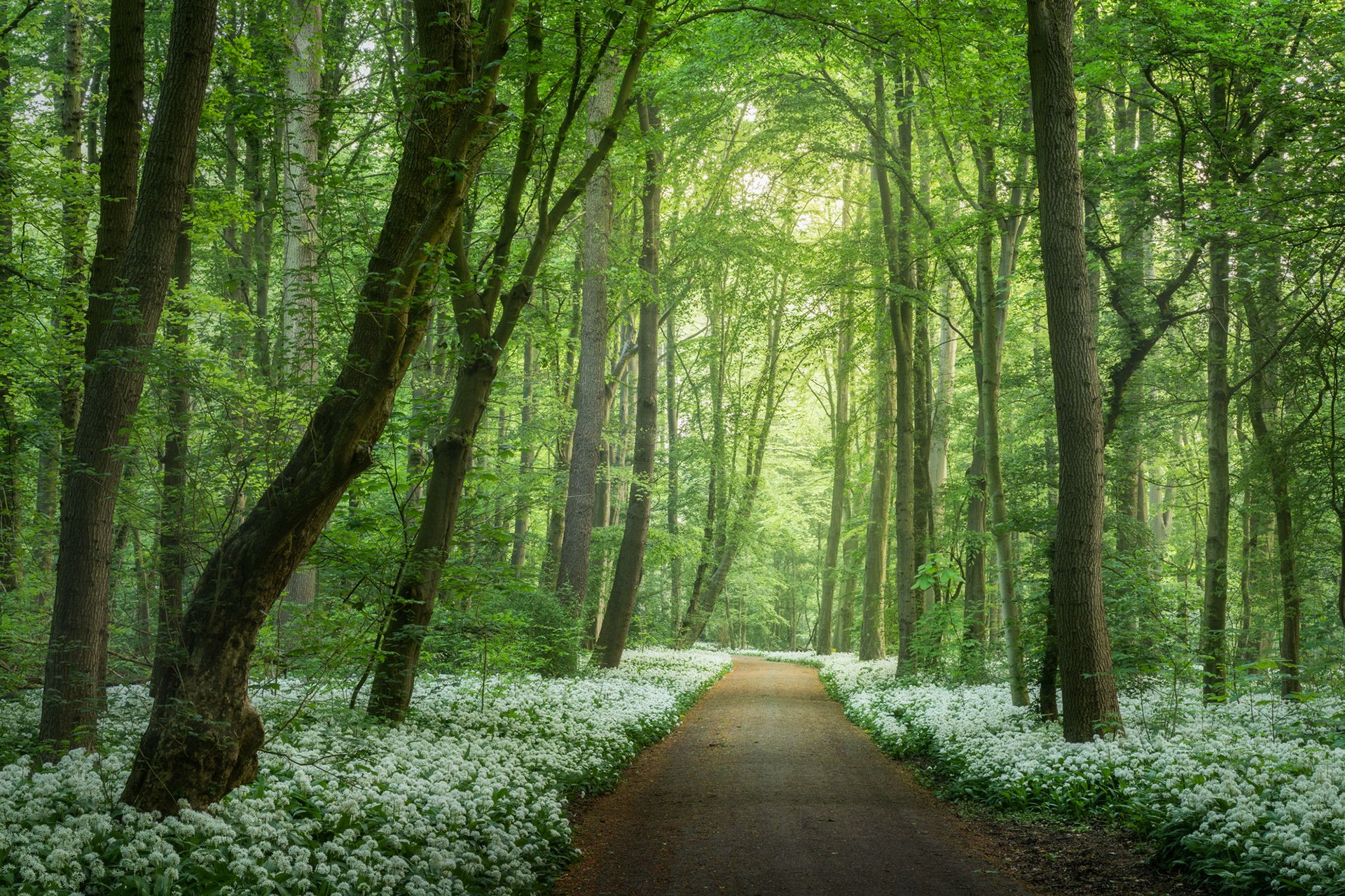 جاده جنگلی فنلاند در مه /آلبرت دروس