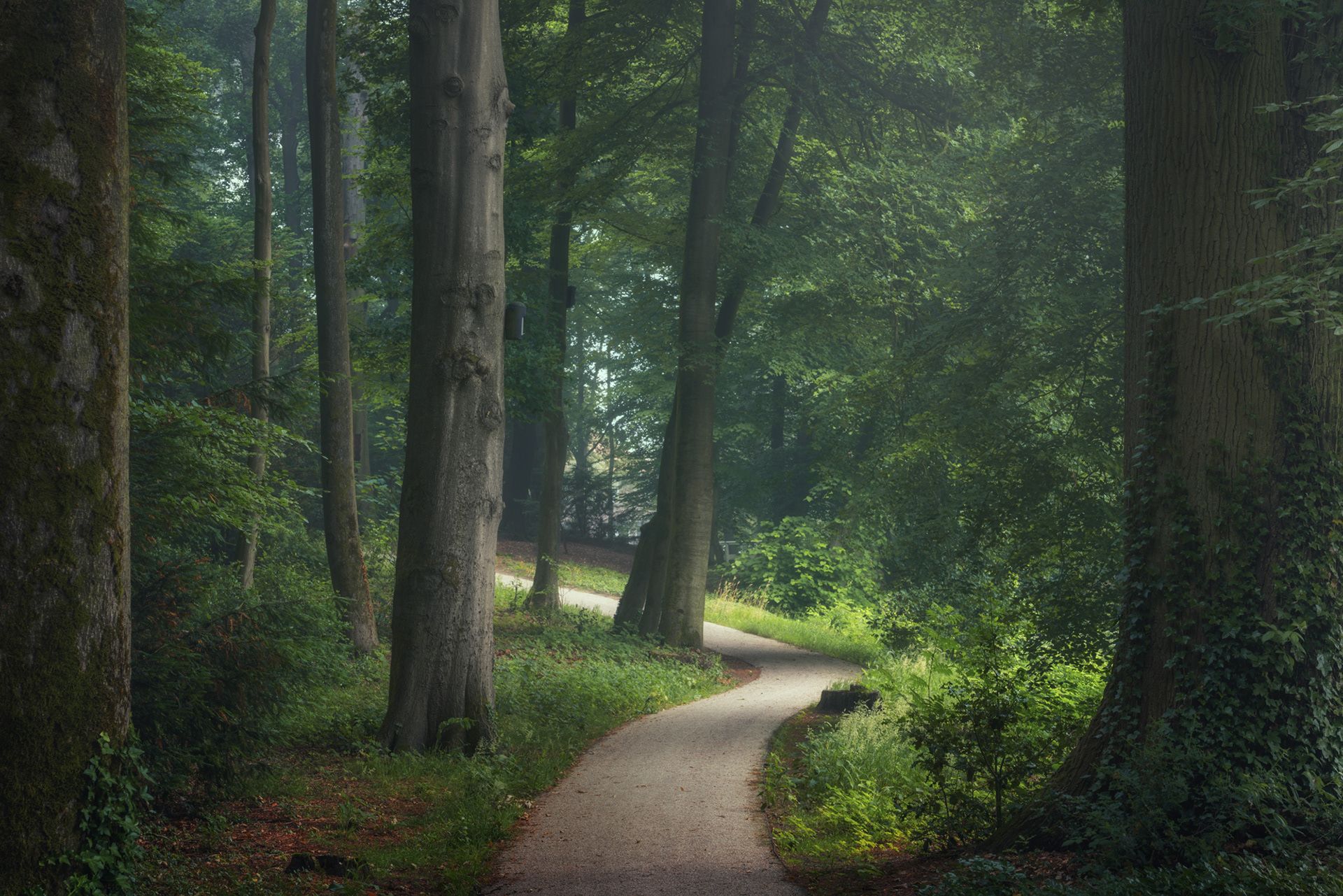 جاده جنگلی فنلاند در مه /آلبرت دروس
