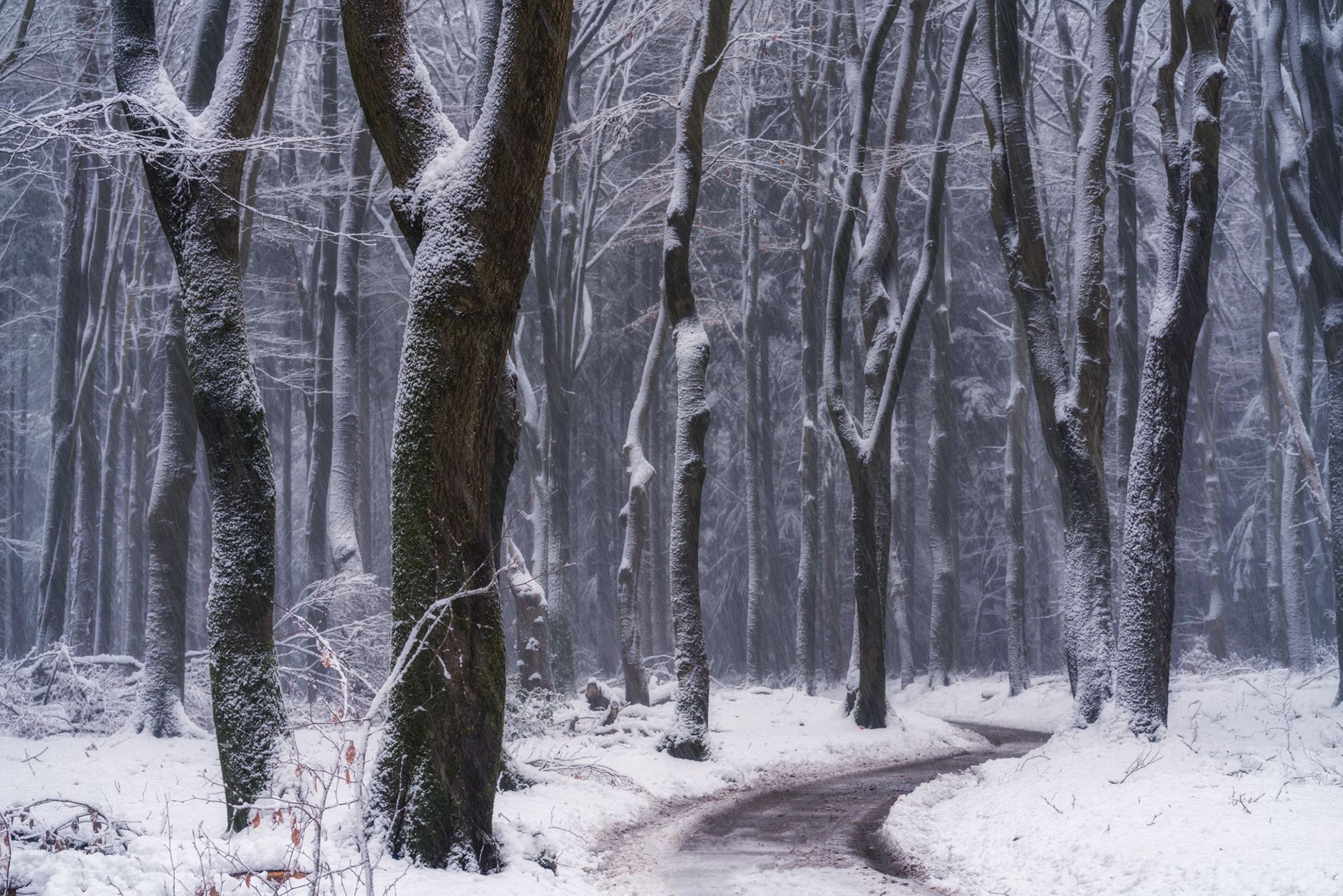 جاده جنگلی فنلاند در مه /آلبرت دروس