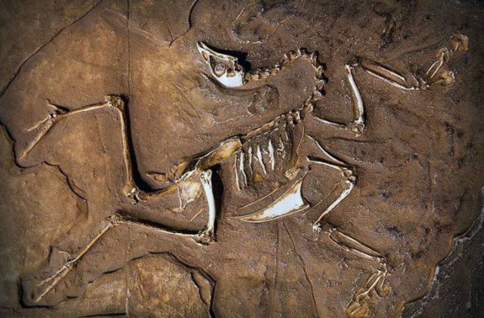 فسیل دایناسورها 