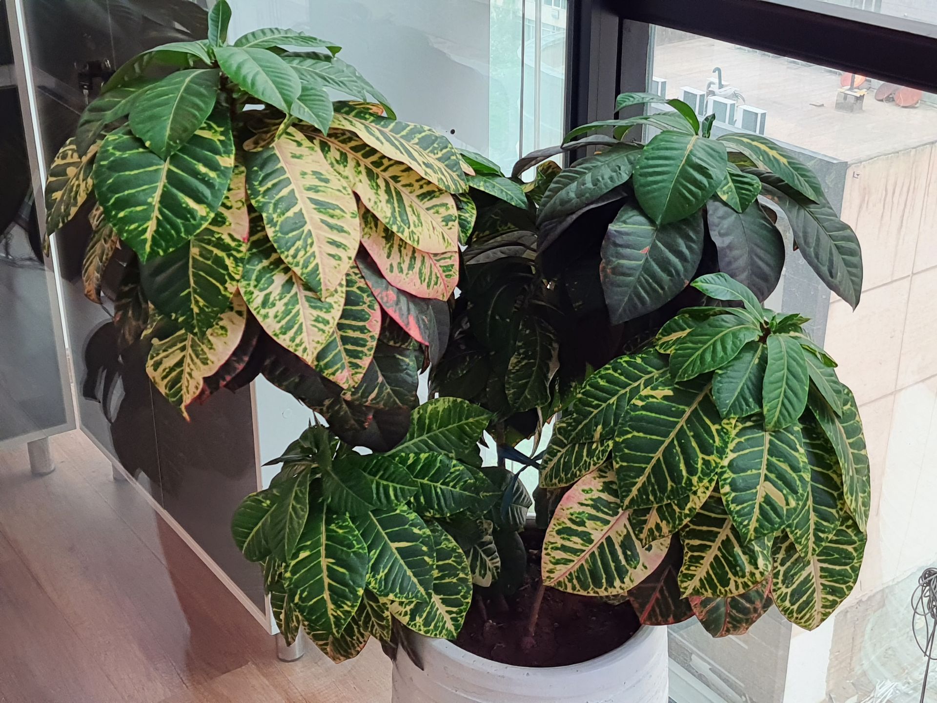 عکس نمونه با زوم دو برابری از دوربین اصلی گلکسی M62 سامسونگ - گیاهی در دفتر زومیت