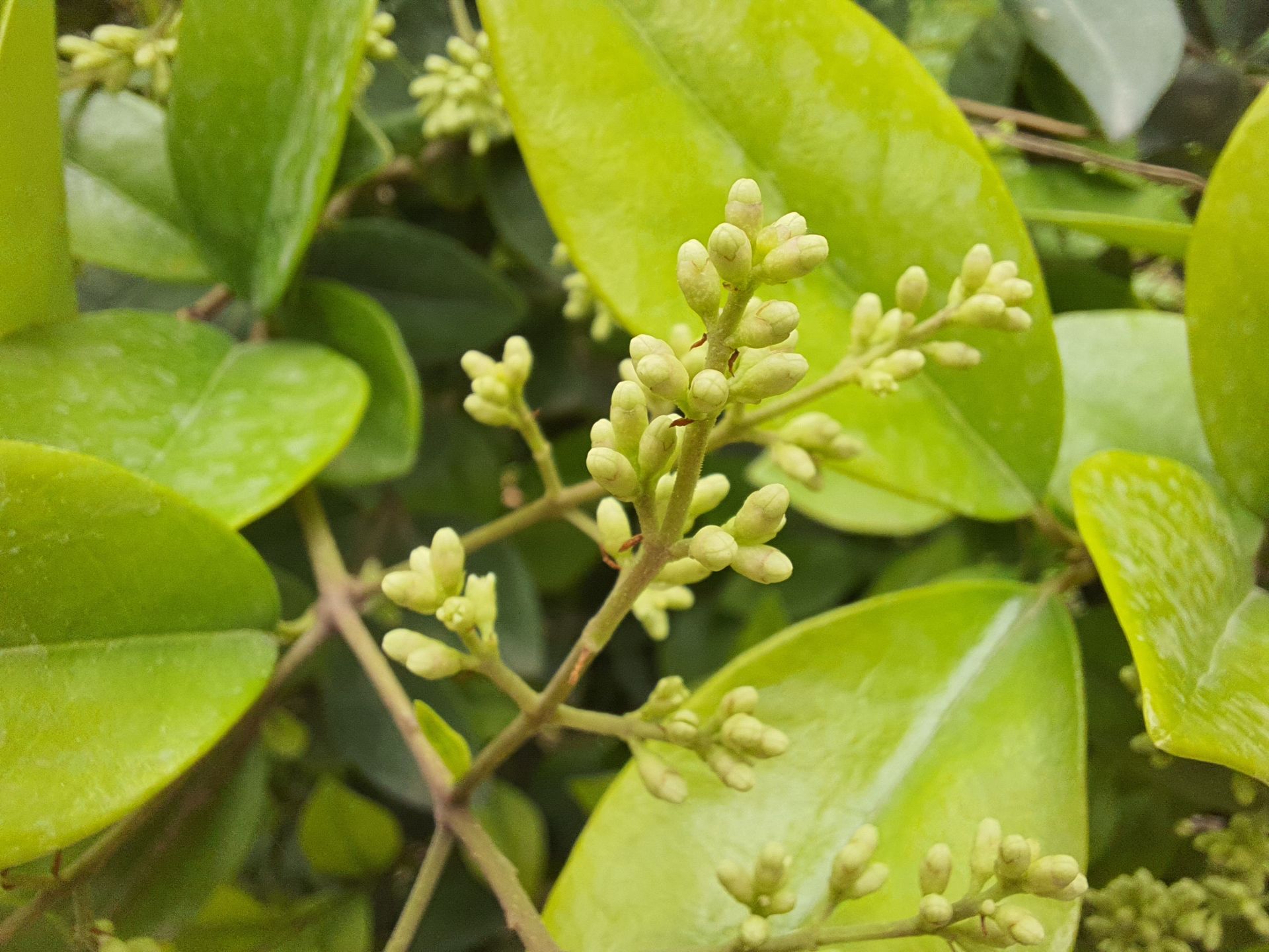 عکس نمونه ماکرو گلکسی M62 سامسونگ - گیاهی از نمای نزدیک