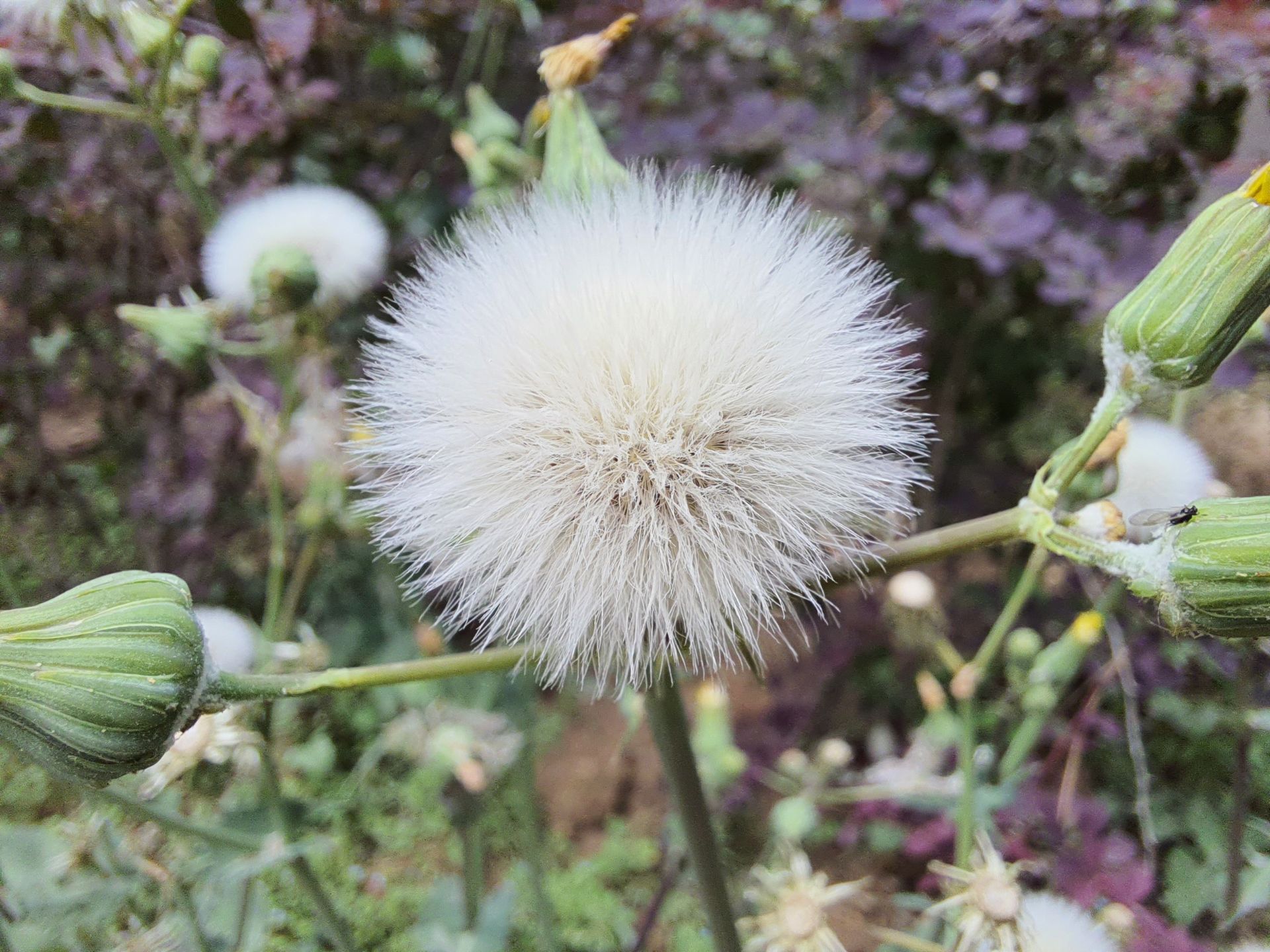 عکس نمونه ماکرو گلکسی M62 سامسونگ - قاصدک