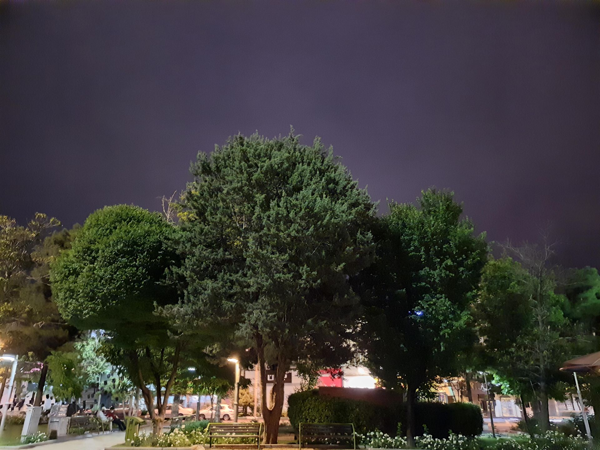 عکس نمونه دوربین اصلی گلکسی M62 سامسونگ در نور کم - درختان پارک میدان هفت حوض نارمک