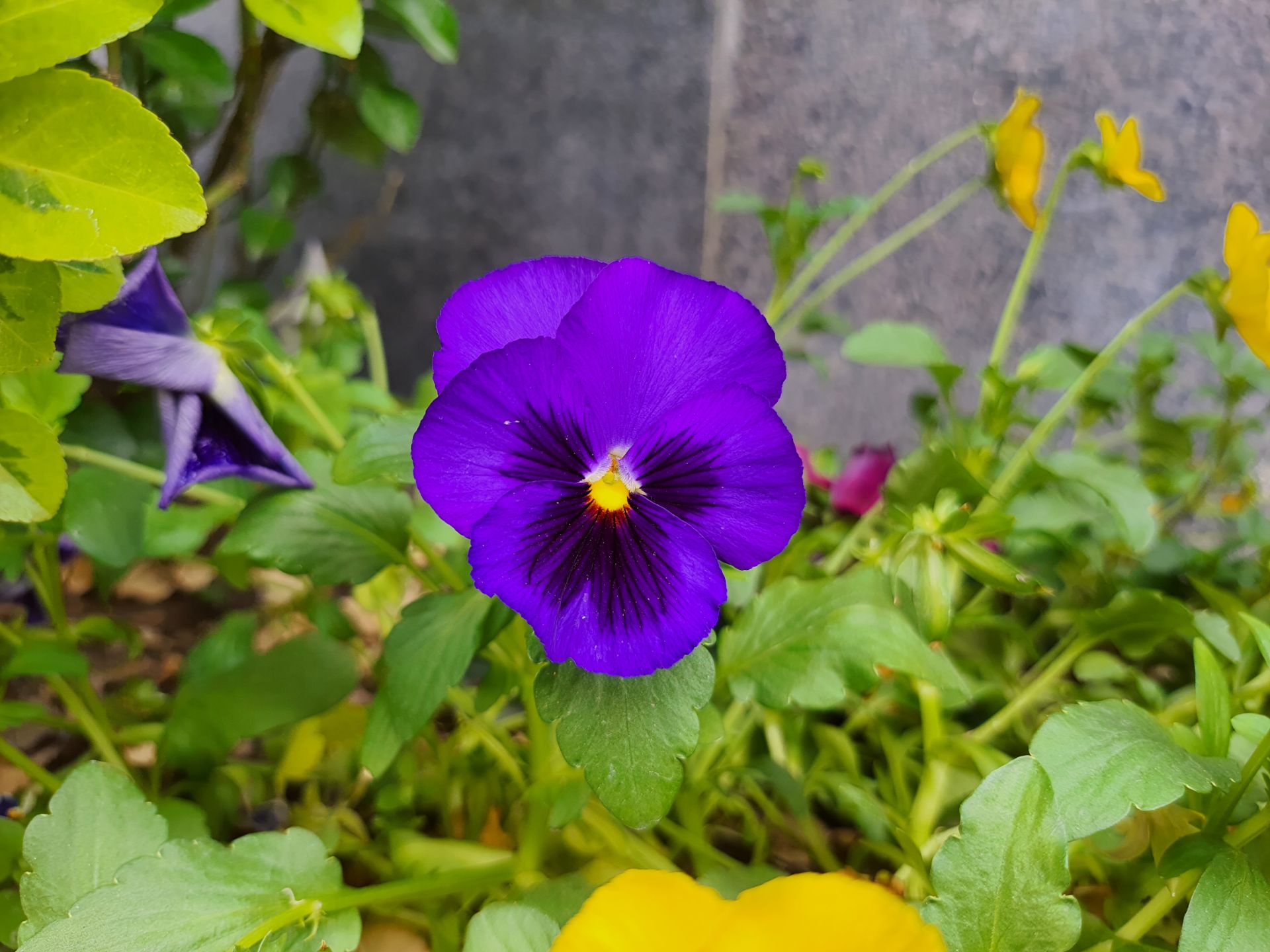 عکس نمونه دوربین اصلی گلکسی M62 سامسونگ در نور مناسب - گل بنفش