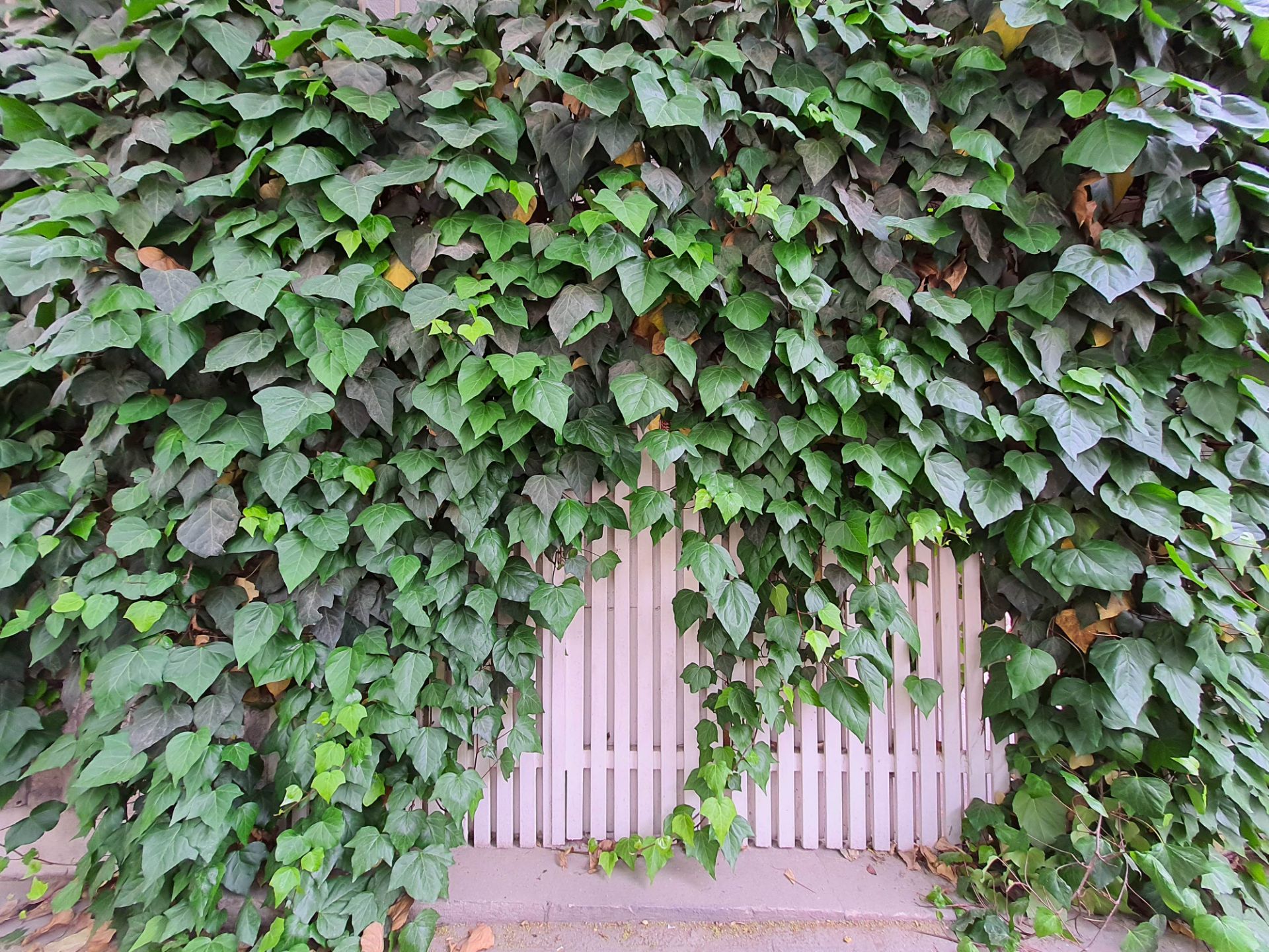 عکس نمونه دوربین اولتراواید گلکسی M62 سامسونگ در نور مناسب - گیاهی روی دیوار یک ساختمان