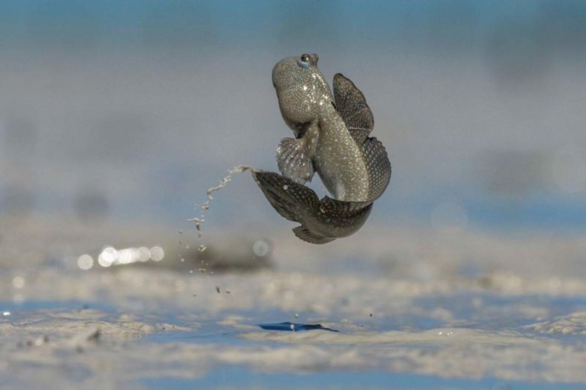 برندگان مسابقه‌ی عکاسی طبیعت آلمان ۲۰۲۱