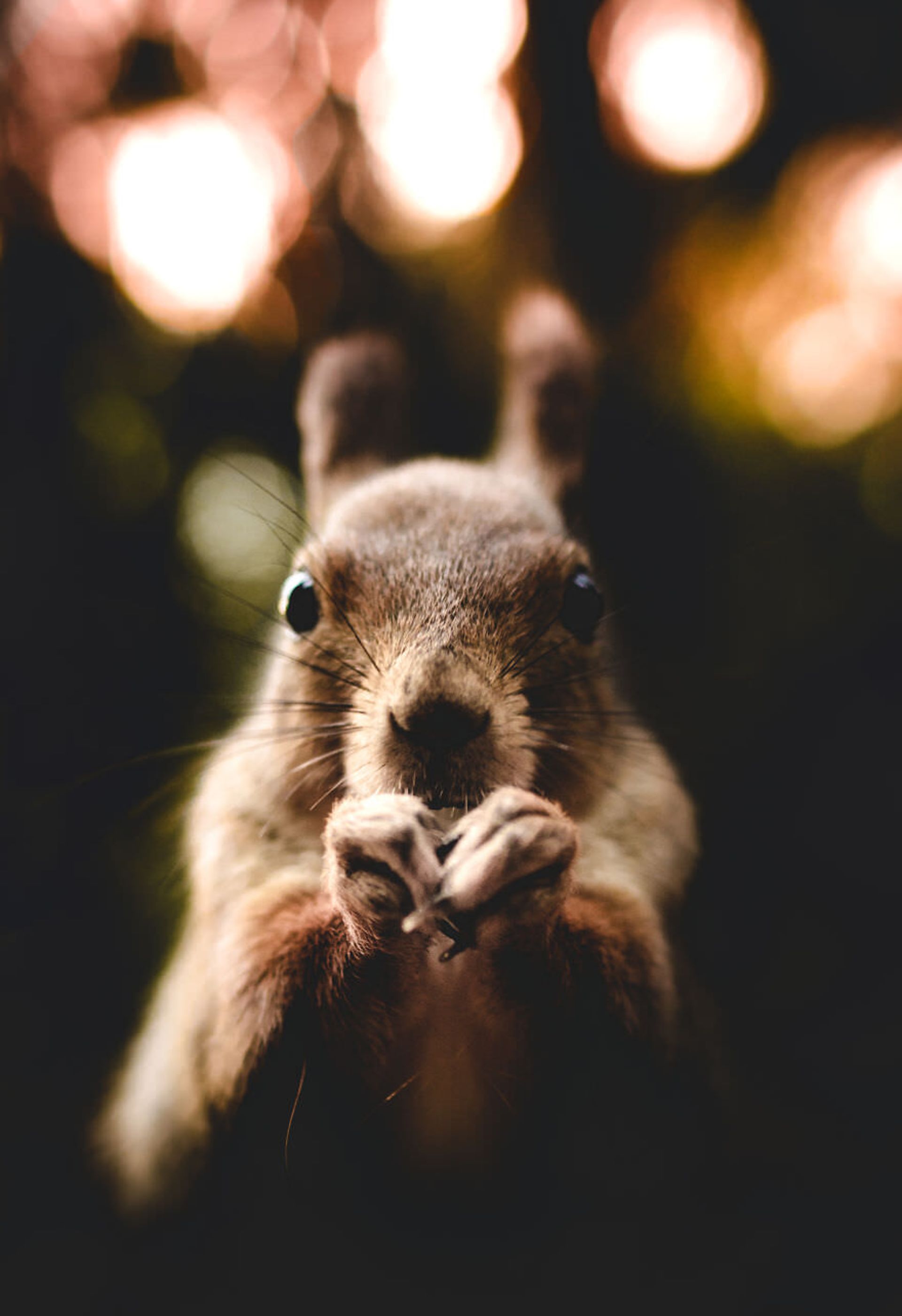 ایان گرانستروم/ سنجاب فنلاندی