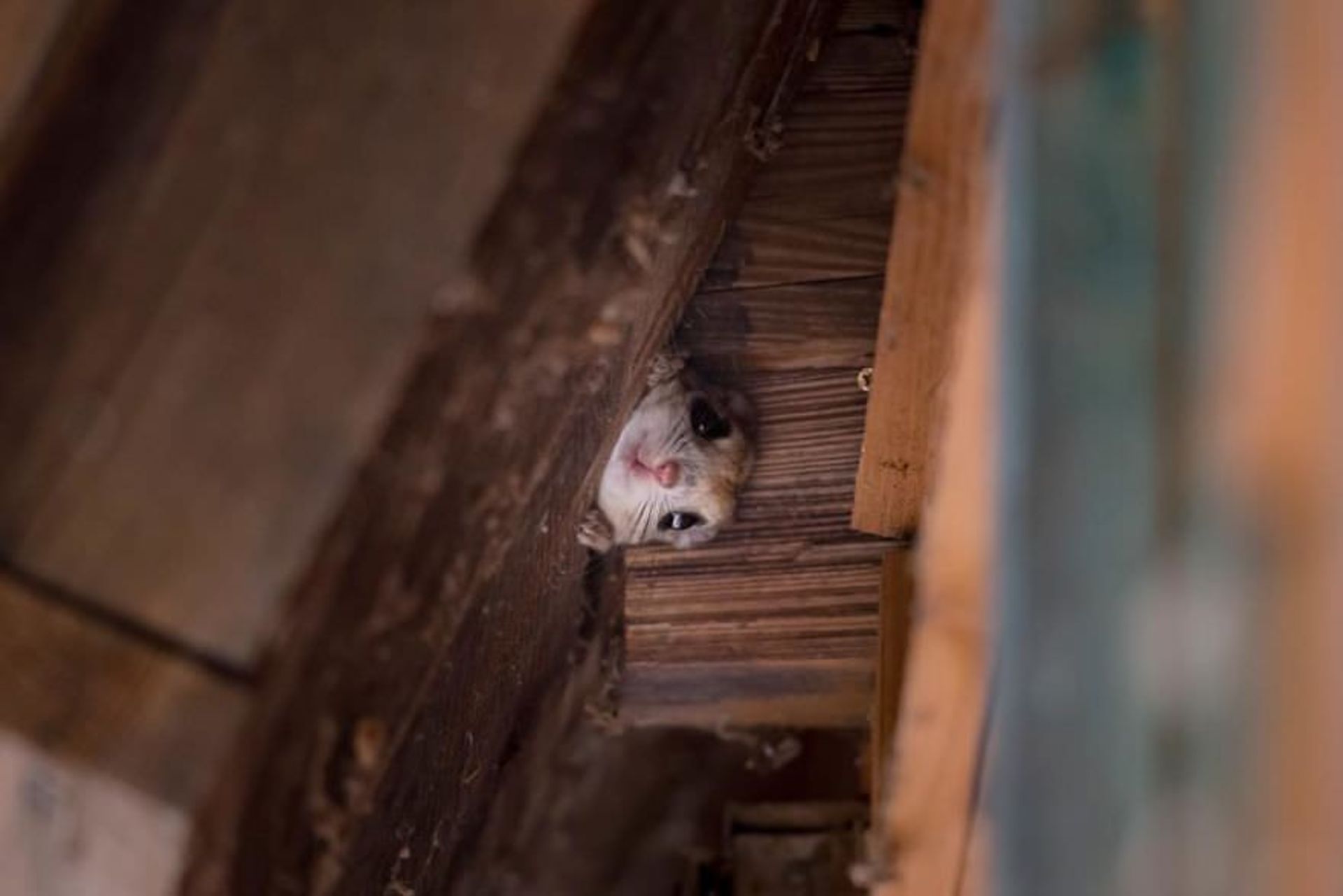 سنجاب پرنده کوتوله ژاپنی پنهان شده / هاندا ناتسومی