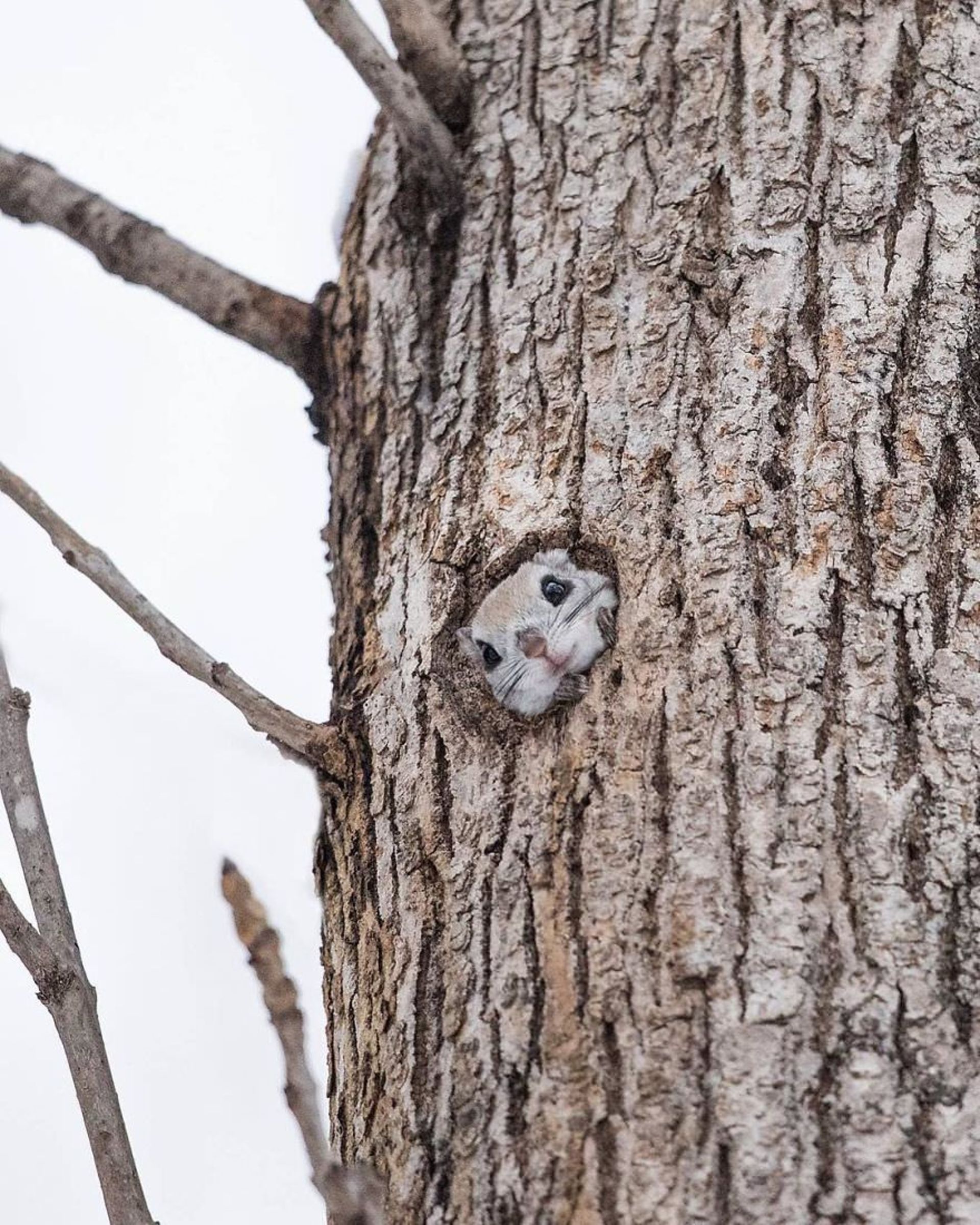 سنجاب پرنده کوتوله ژاپنی در حفره درخت/ هاندا ناتسومی