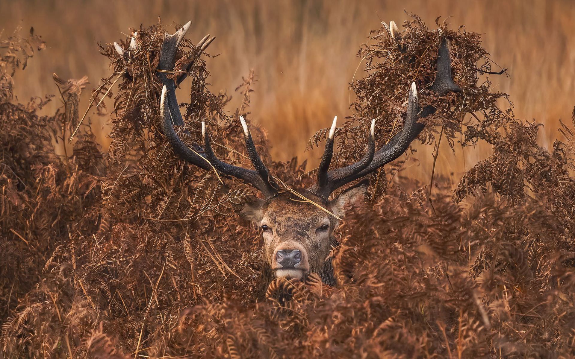 گوزن قرمز / میچل لوئیس/ عکاسی محیط زیستی PA2F  